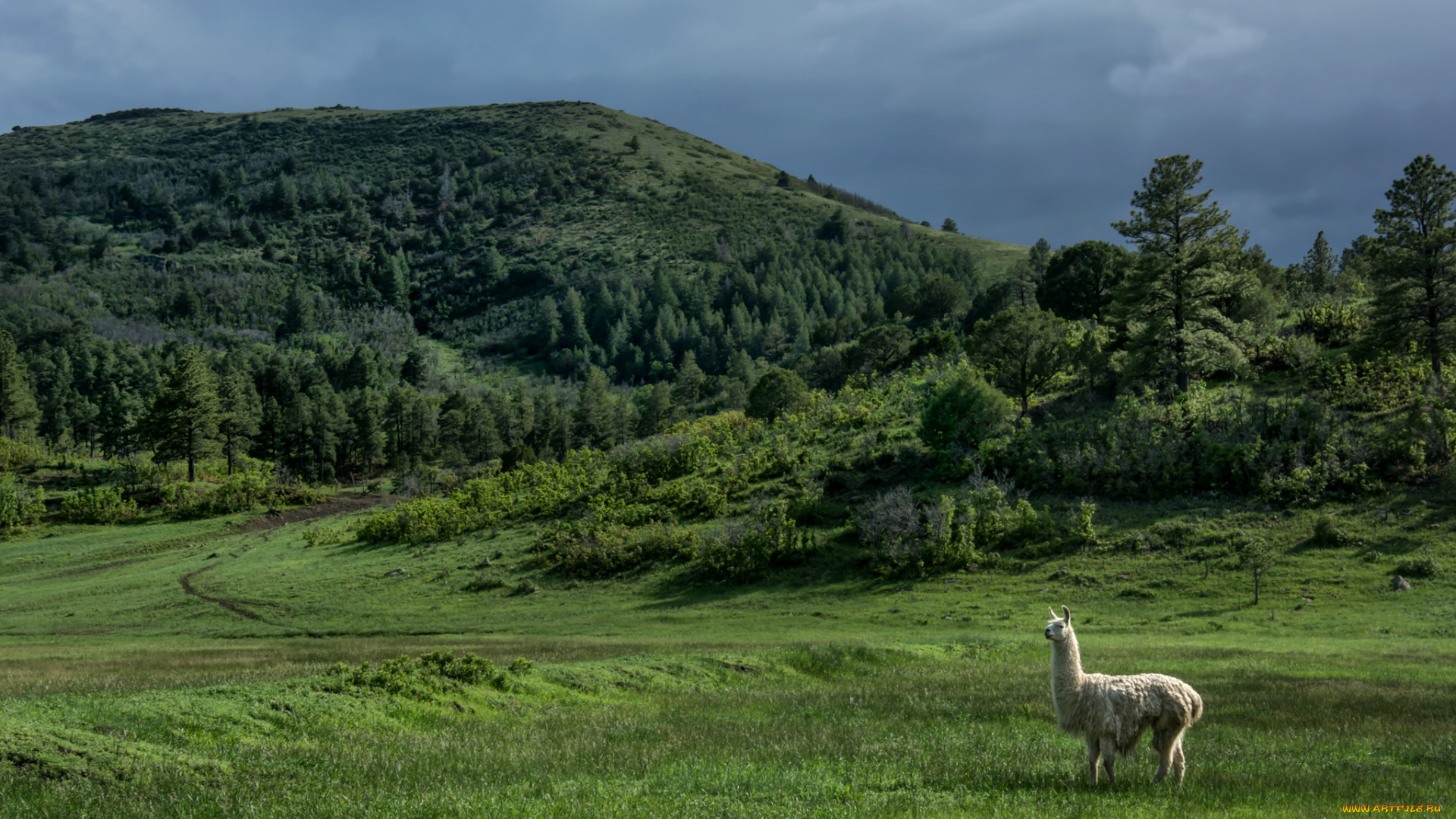 животные, ламы, new, mexico, usa, нью-мексико, сша, холмы, деревья, лама, луг