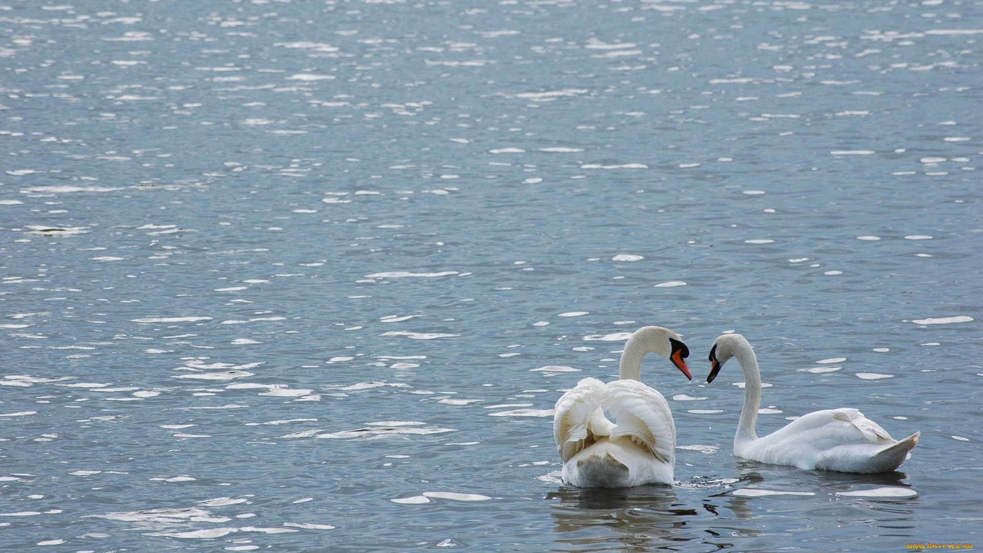 животные, лебеди, птицы, пара, вода