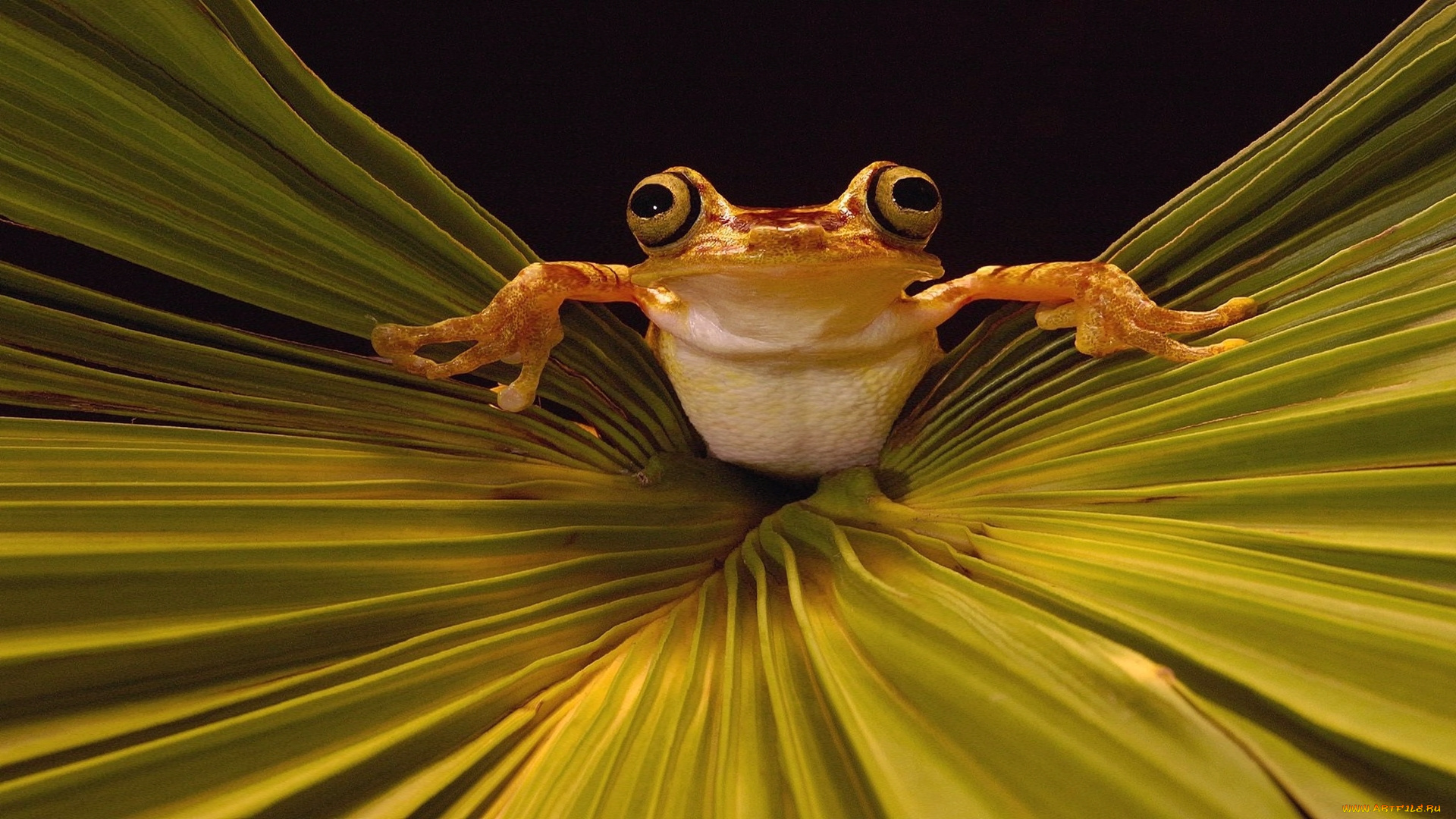 животные, лягушки, глаза, лягушка