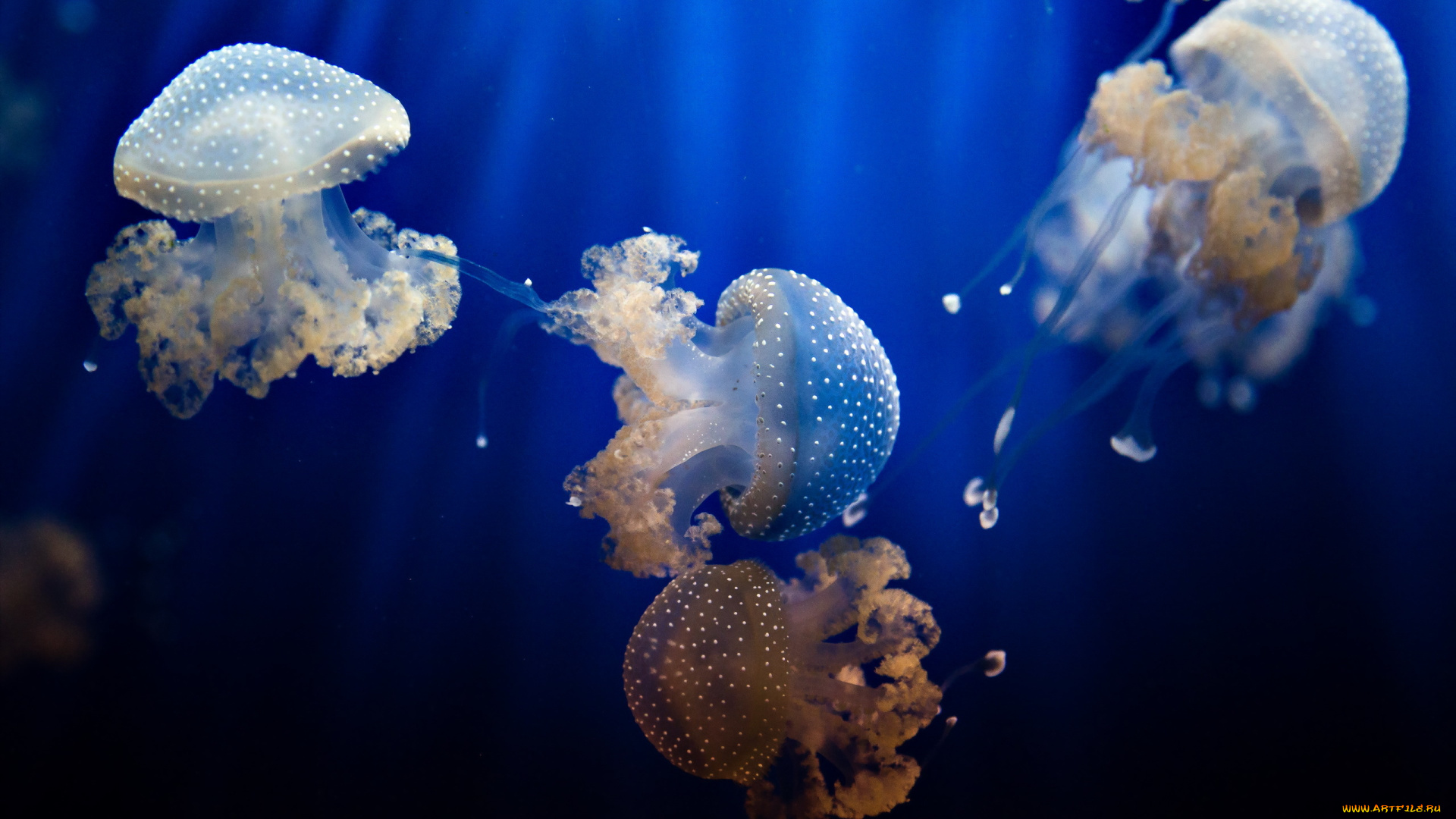 животные, медузы, природа, вода