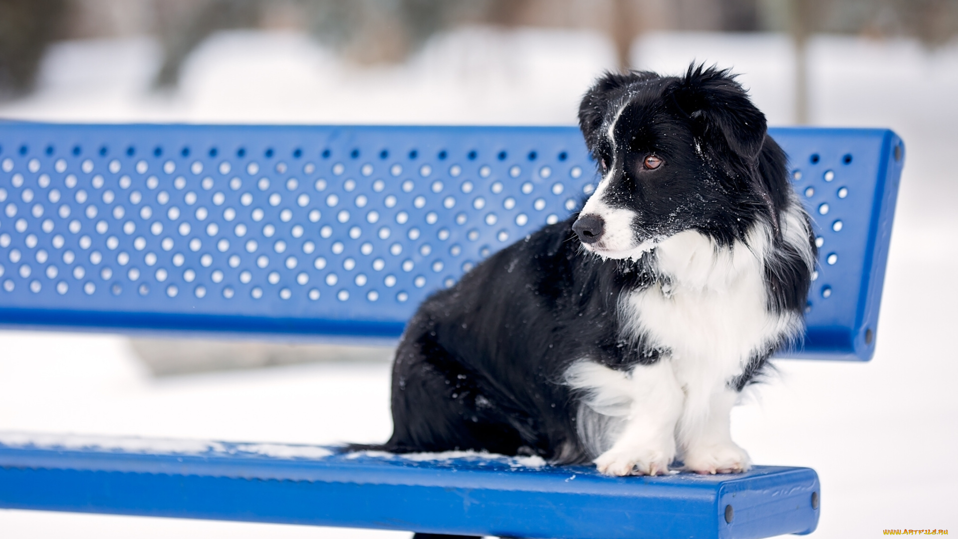 животные, собаки, бордер-колли, собака, скамейка