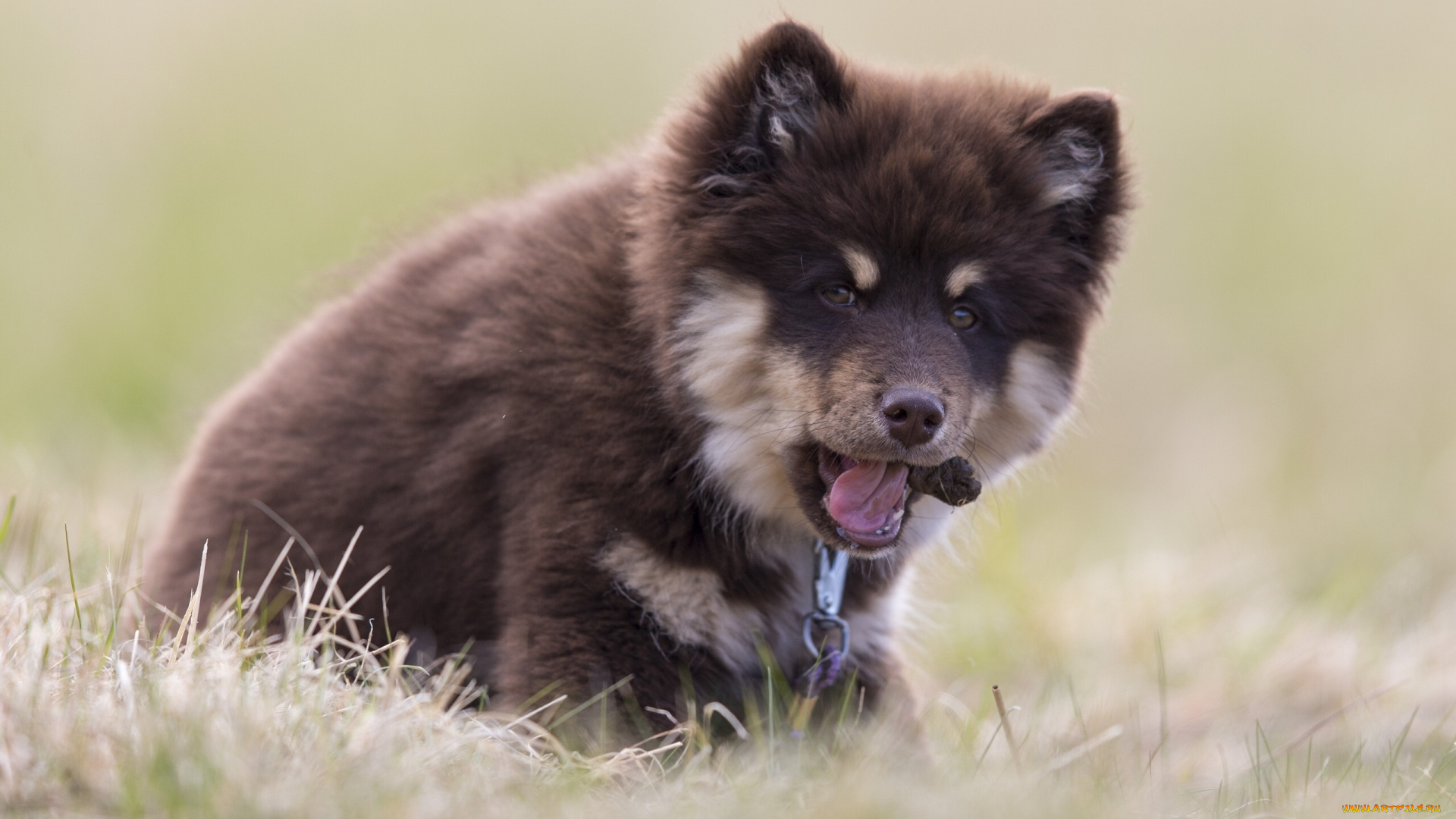 животные, собаки, финский, лаппхунд, финская, лопарская, лайка, собака, щенок