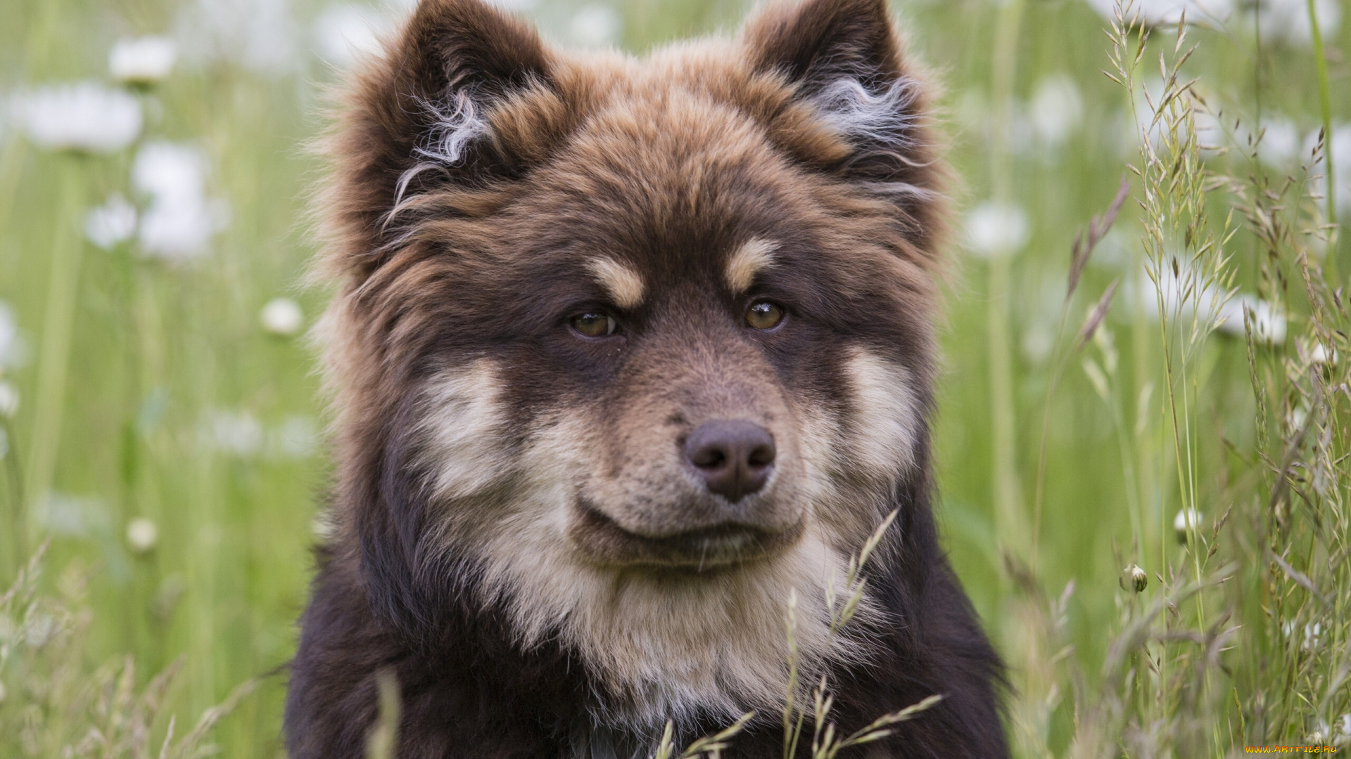 животные, собаки, финский, лаппхунд, финская, лопарская, лайка, собака, морда