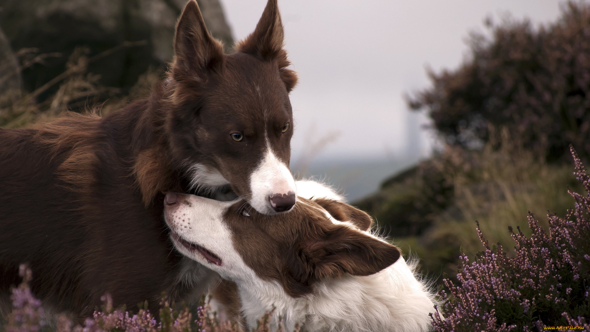 животные, собаки, фон, природа, пара