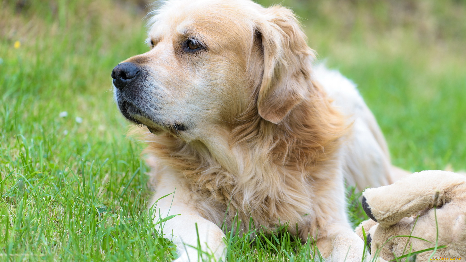 животные, собаки, собака, друг, взгляд