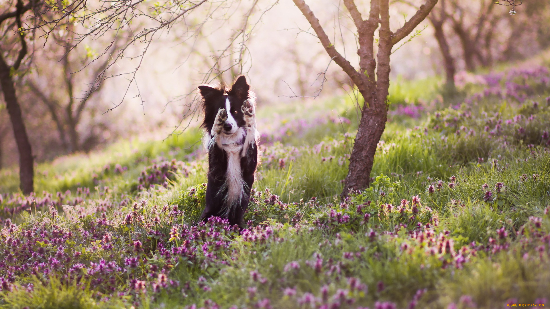 животные, собаки, собака, друг, взгляд, природа