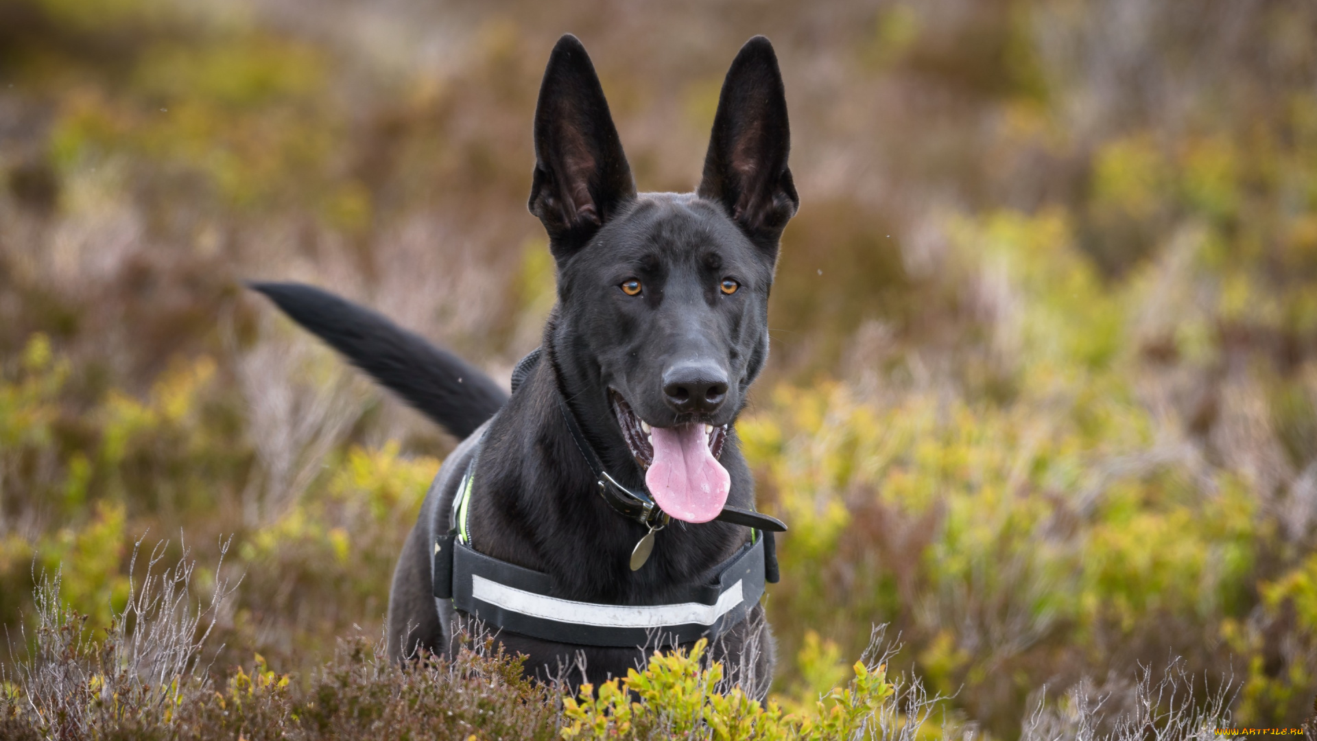 животные, собаки, собака, овчарка, язык, уши