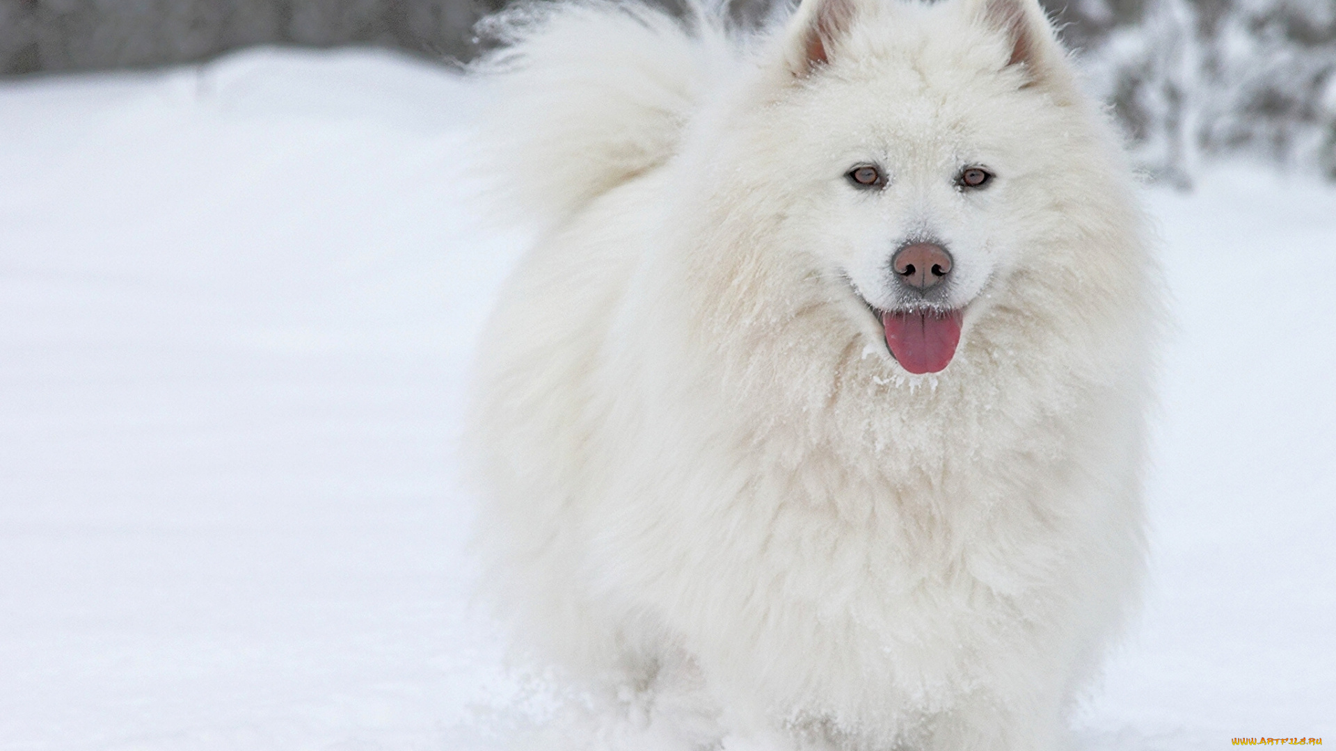 животные, собаки, собака, самоед, язык, снег, зима