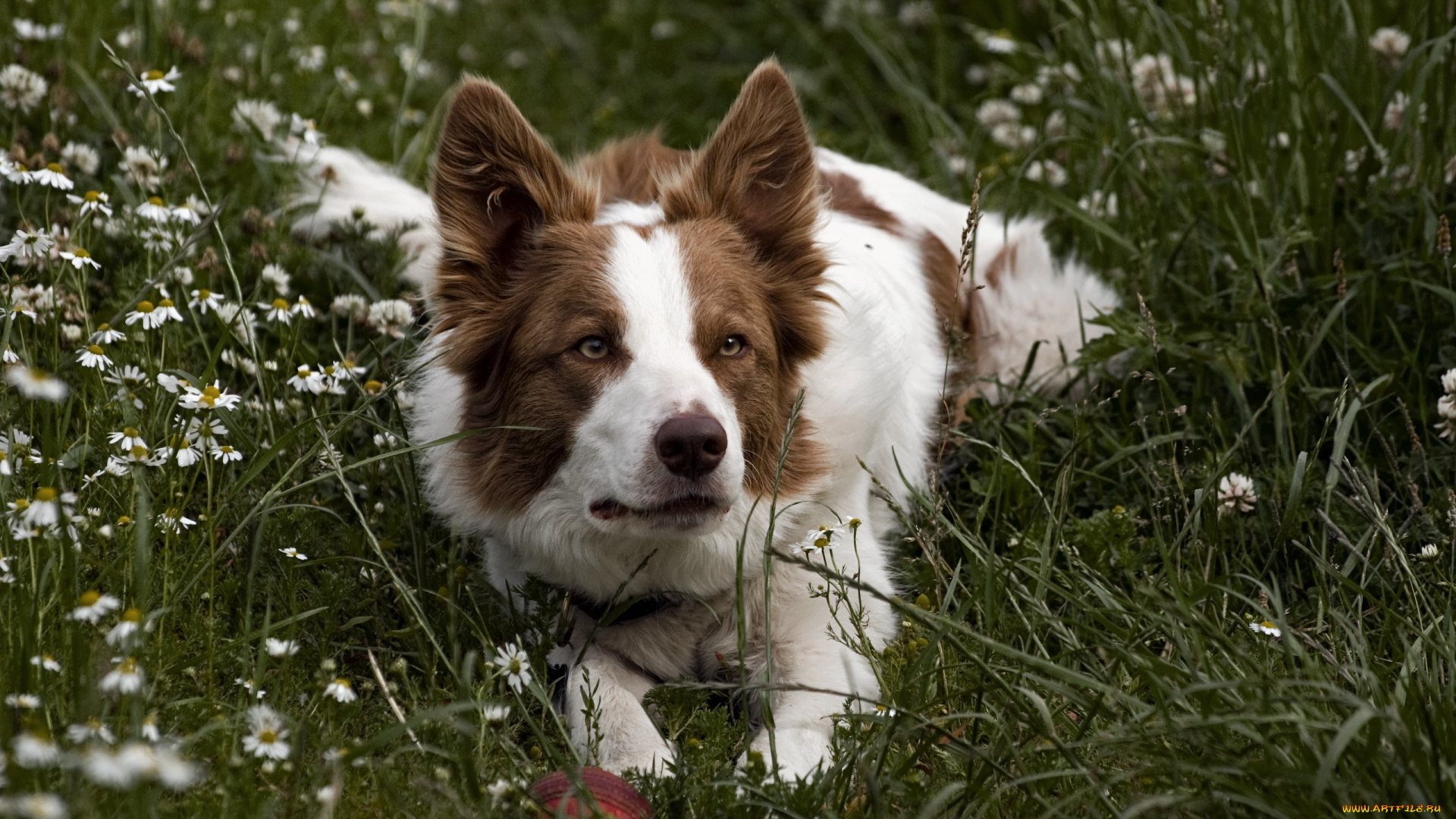 животные, собаки, собака, трава, луг, друг, взгляд