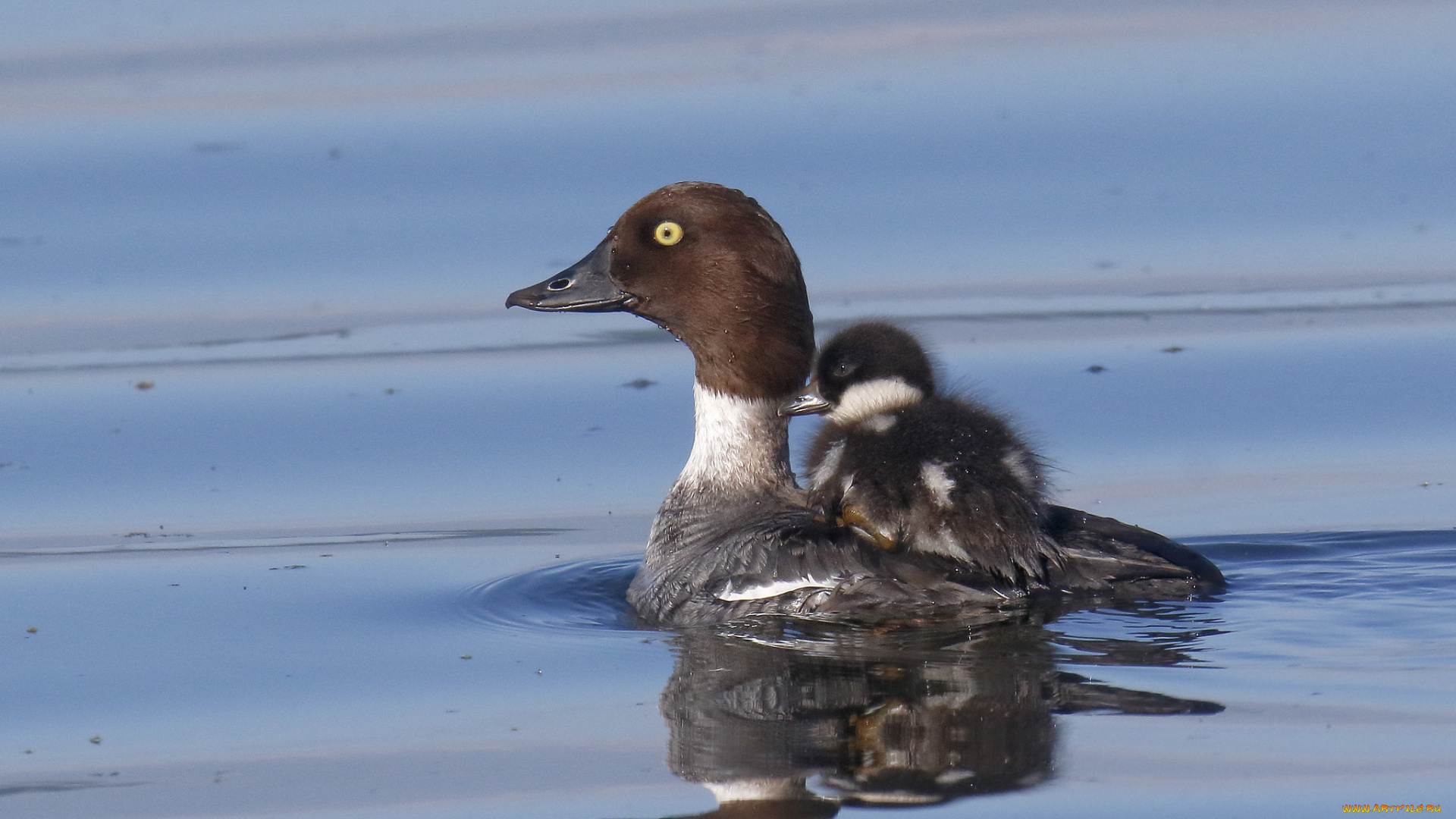 животные, утки, гоголь, утка, птица, птенец, переправа, вода
