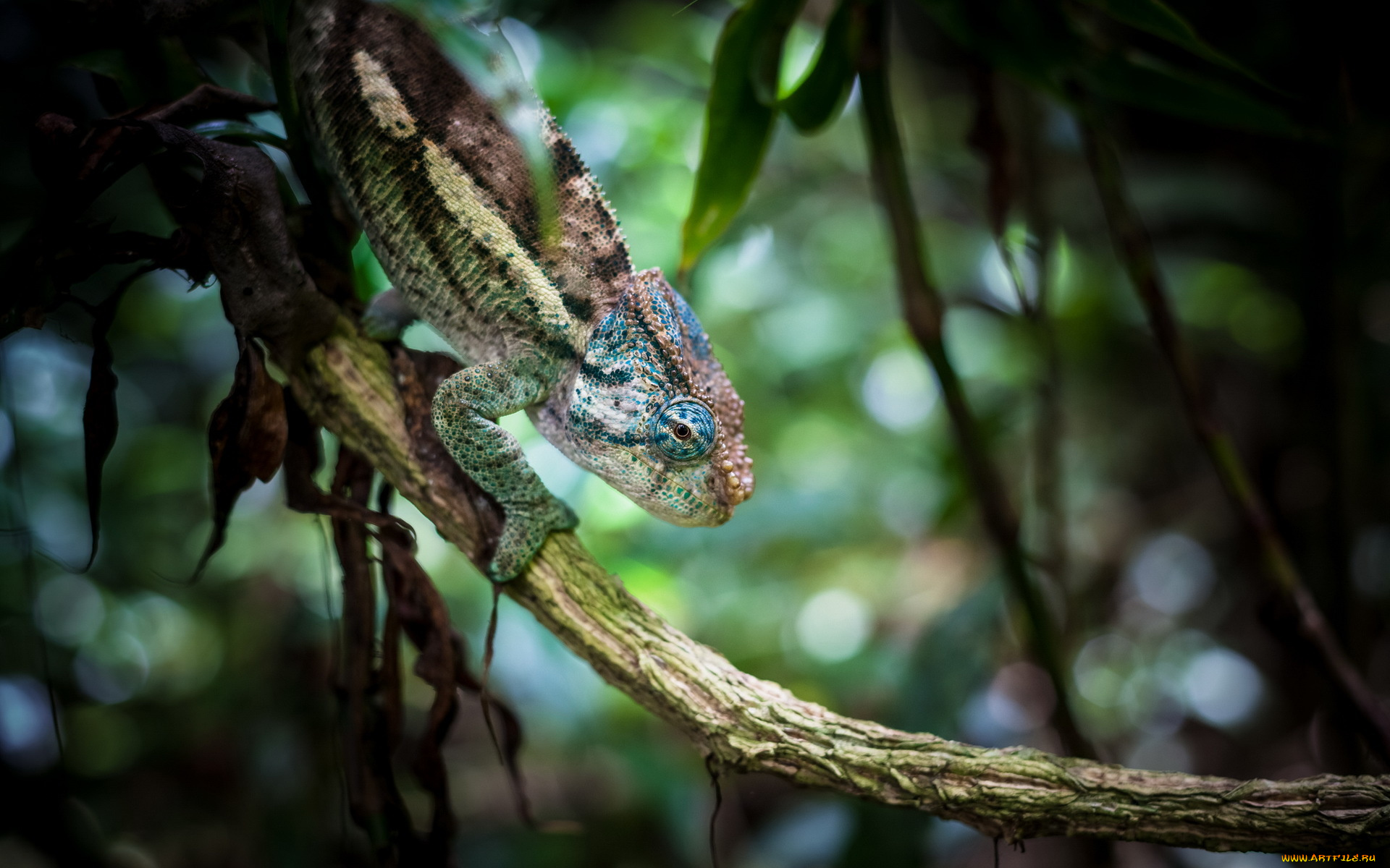животные, хамелеоны, листья, фон, хамелеон, ветка, макро