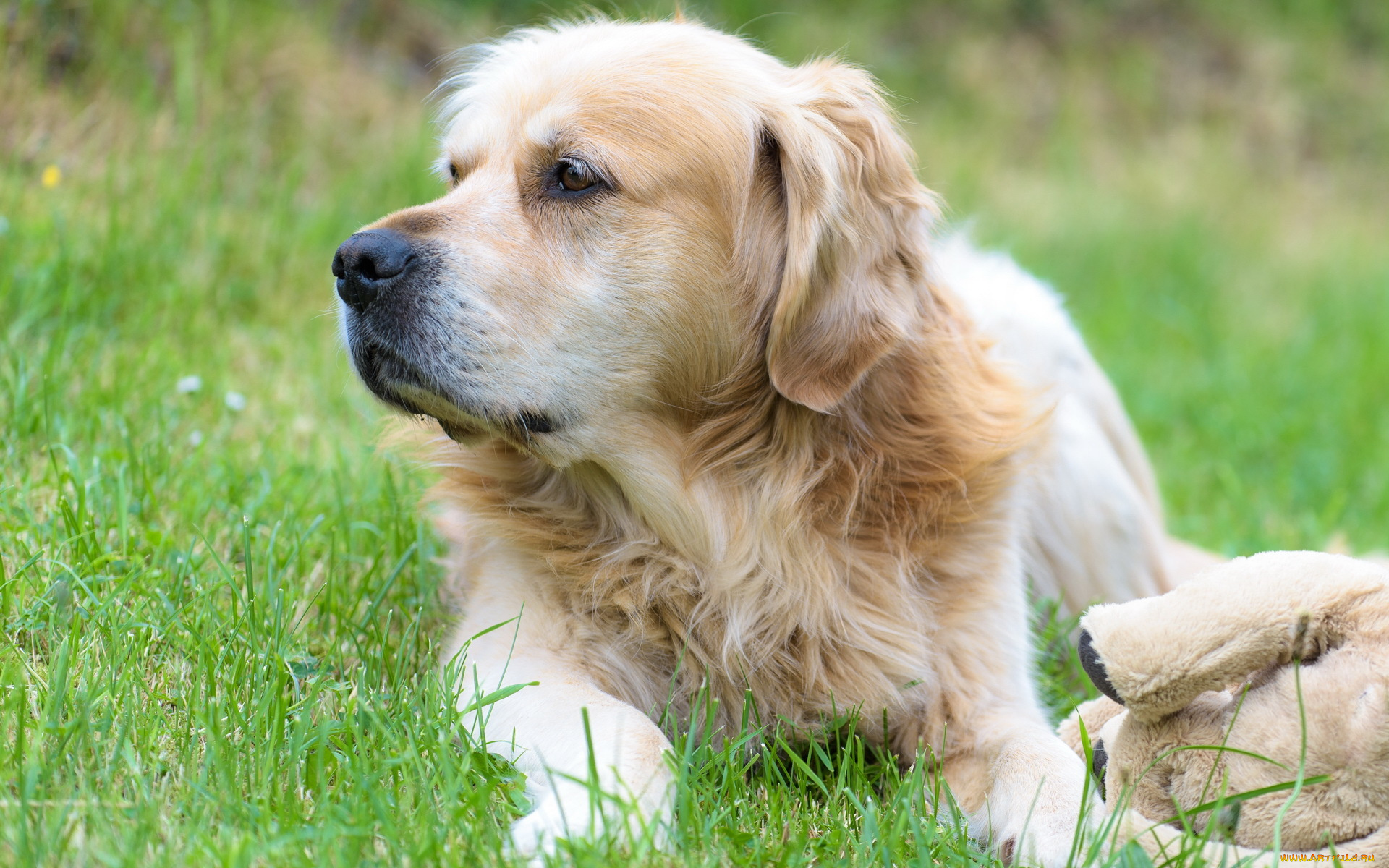 животные, собаки, собака, друг, взгляд