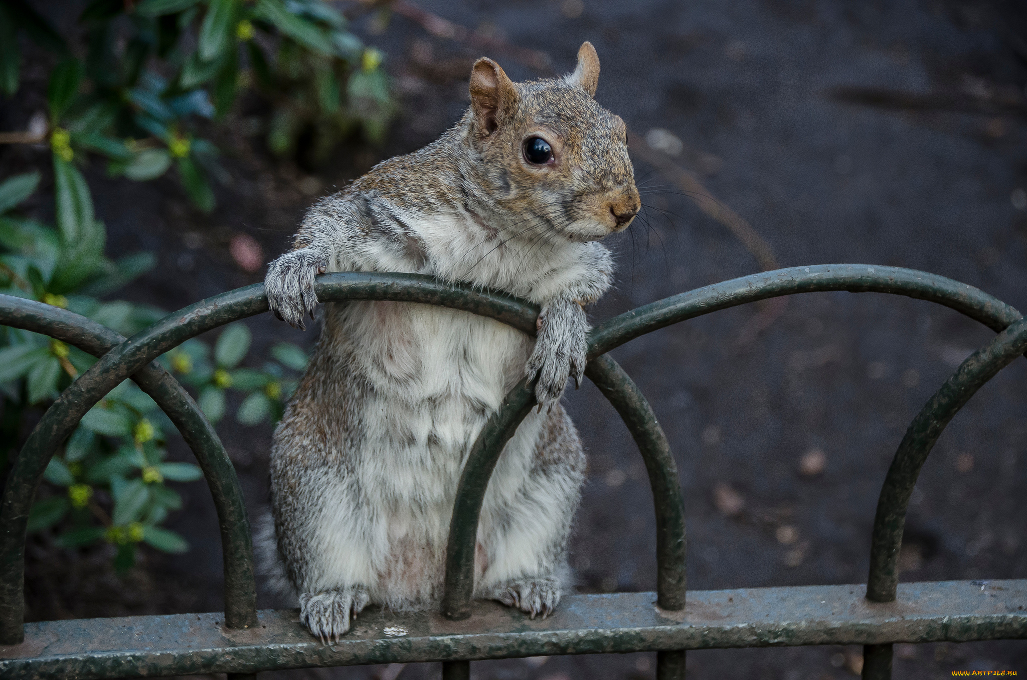 животные, белки, белка, любопытство, забор