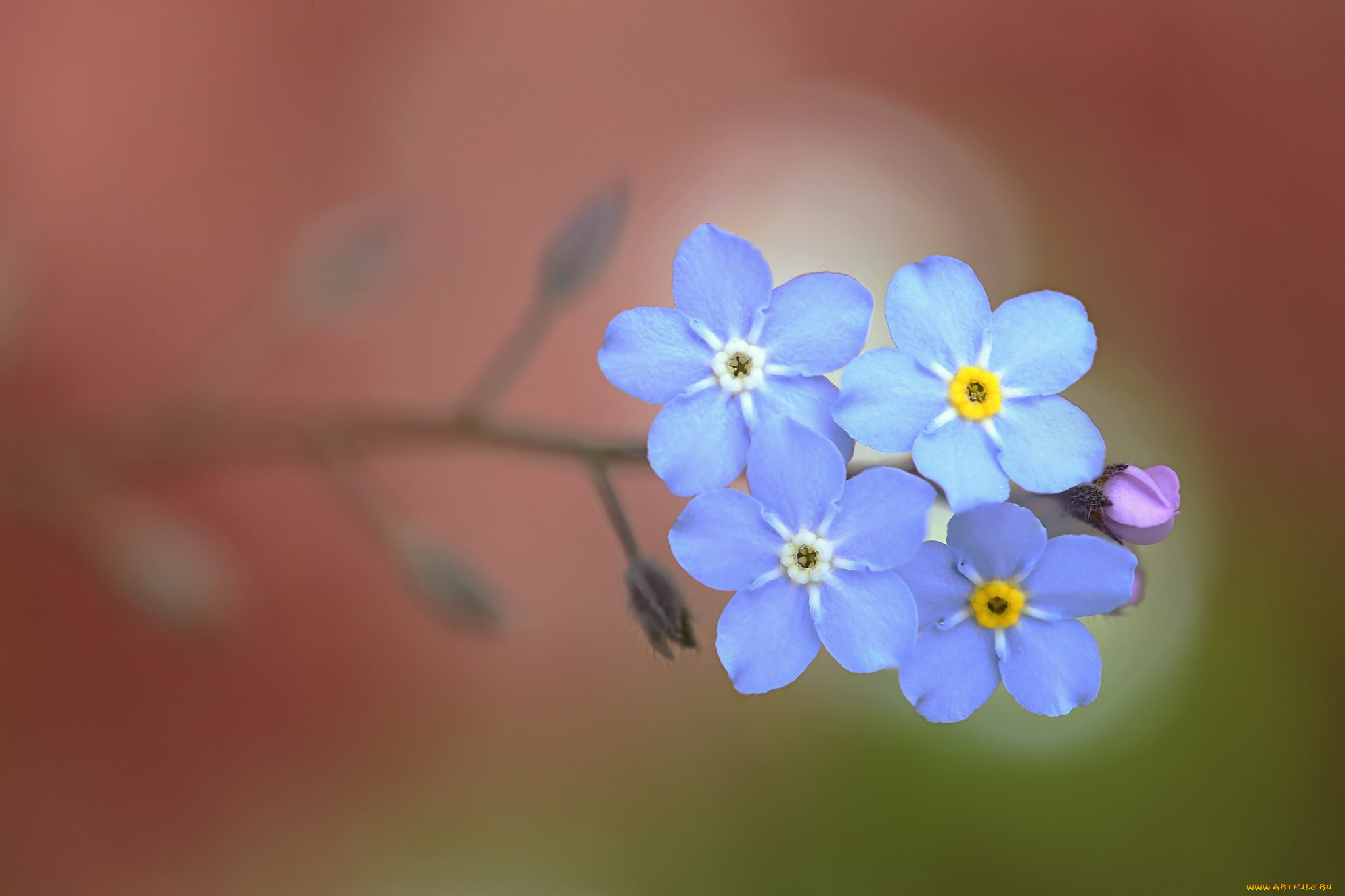 цветы, незабудки, макро, фон