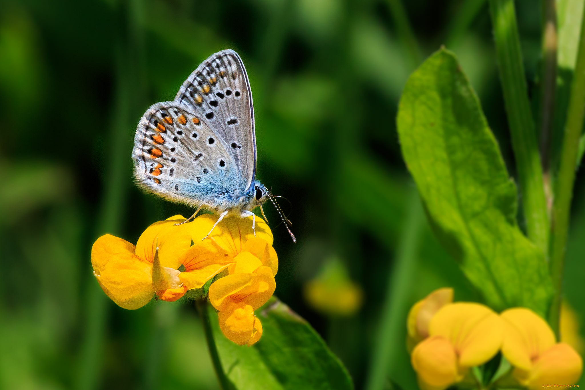 животные, бабочки, , мотыльки, , моли, бабочка