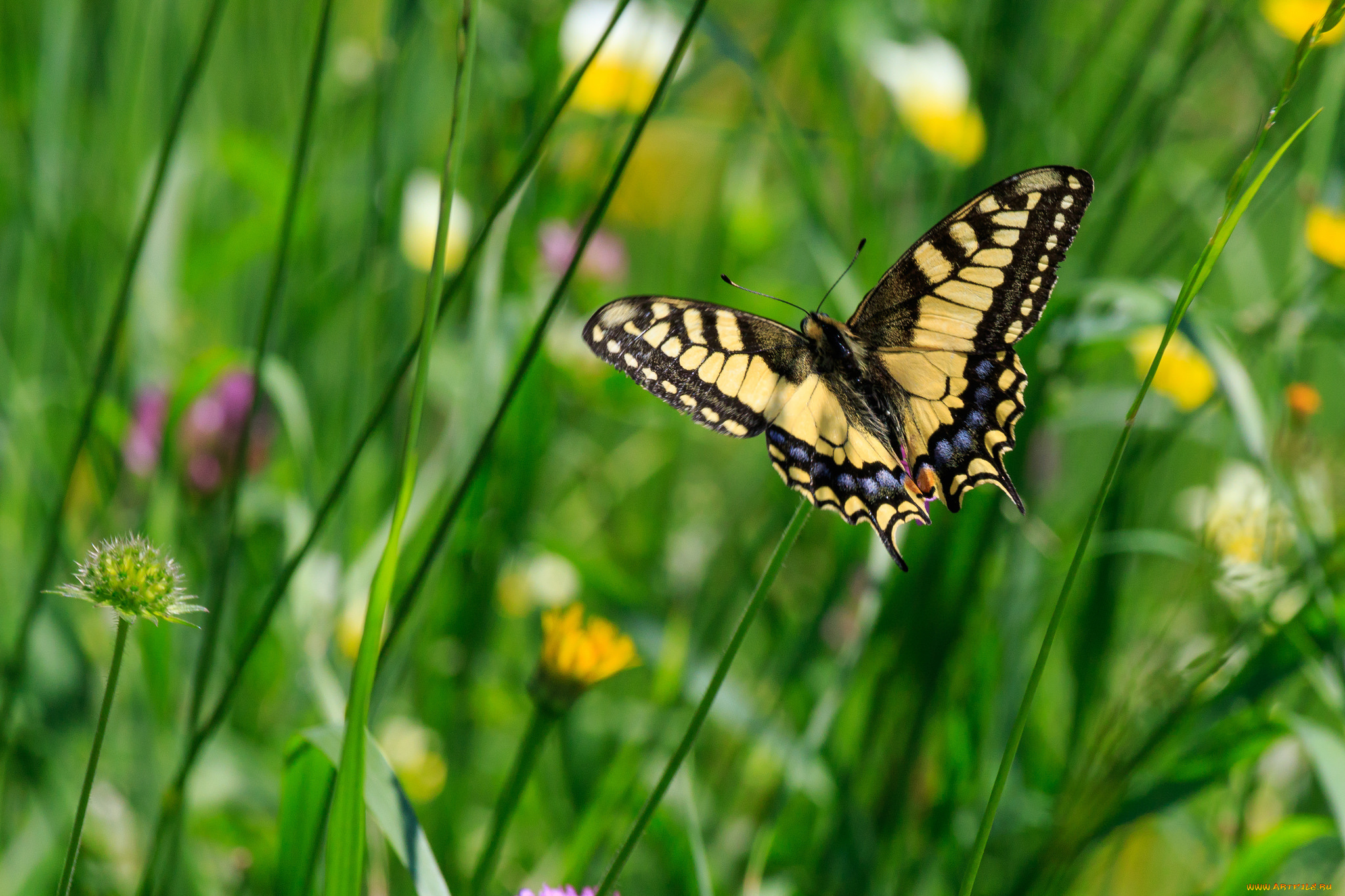 животные, бабочки, , мотыльки, , моли, бабочка