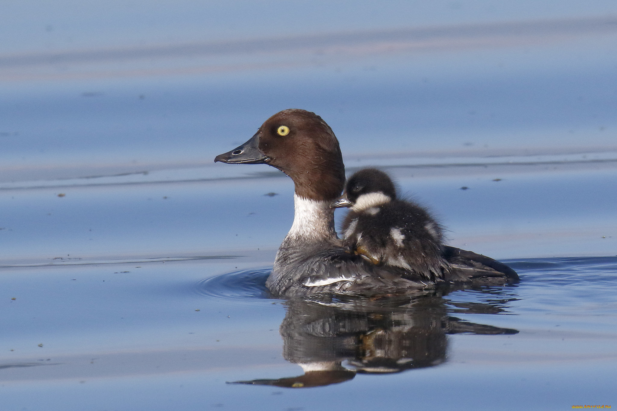 животные, утки, гоголь, утка, птица, птенец, переправа, вода