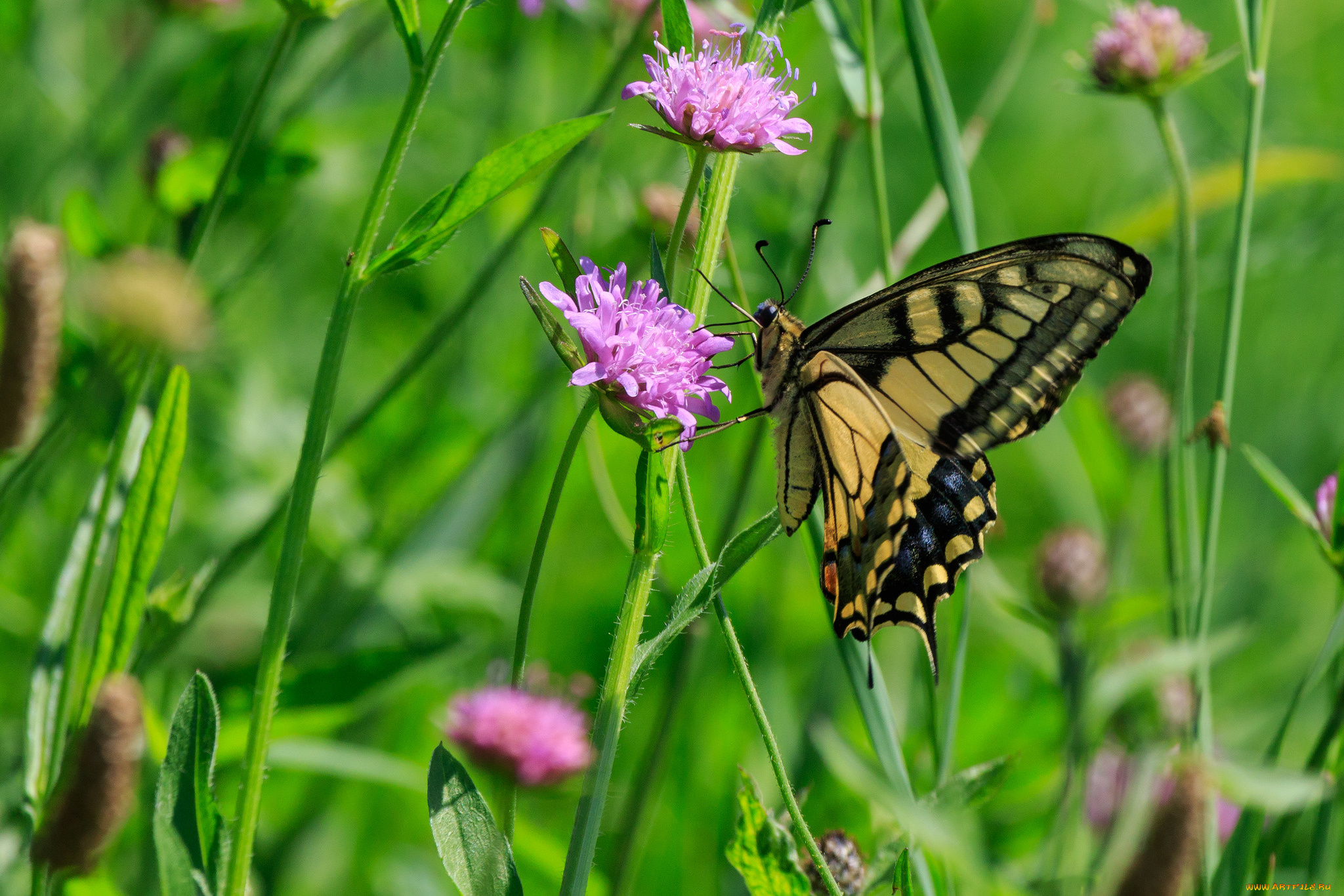 животные, бабочки, , мотыльки, , моли, бабочка
