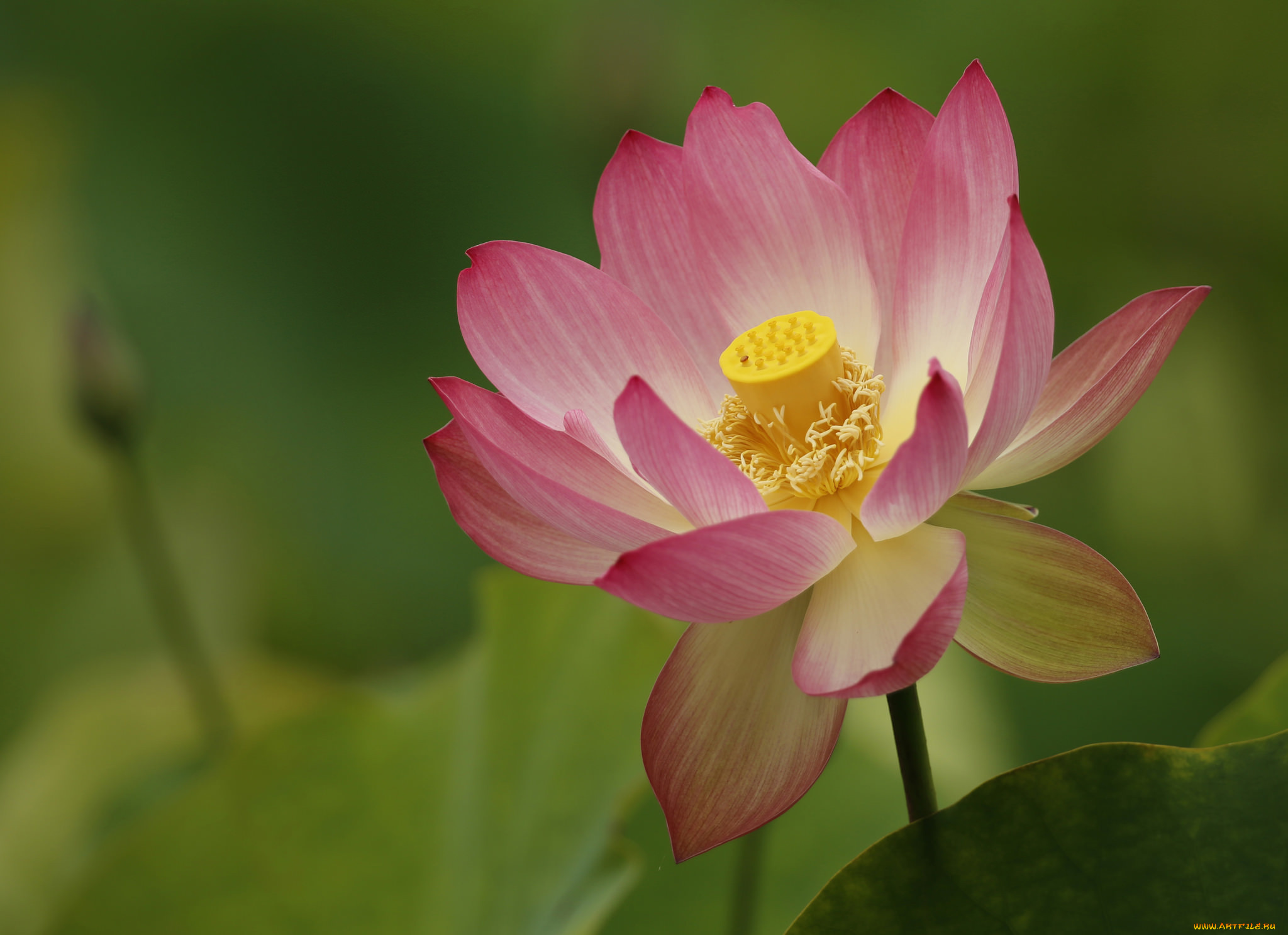 цветы, лотосы, лотос, природа, макро, лепестки