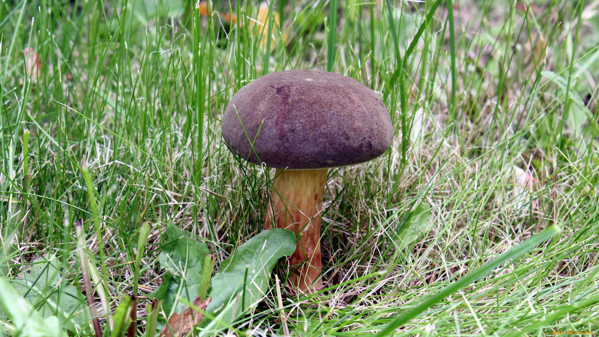 природа, грибы, листья, трава