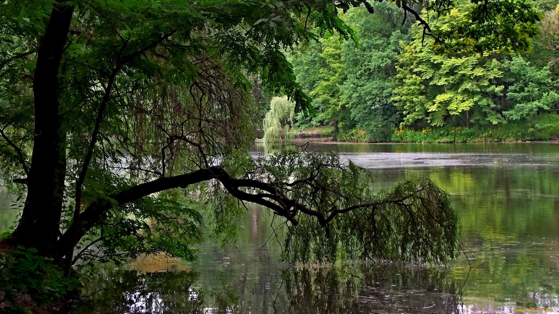 природа, реки, озера, вода, деревья