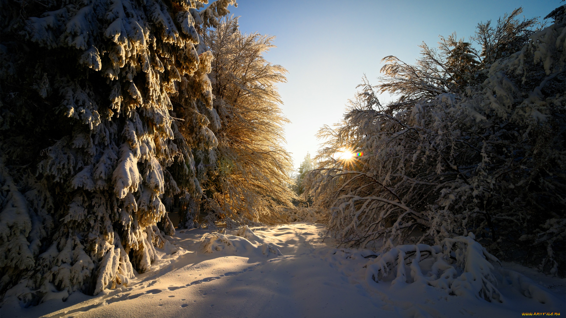 природа, зима, солнце, февраль, лес, блики, лучи, свет, земли, гессен, германия, снег