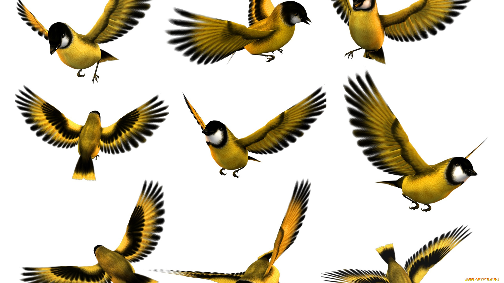 векторная, графика, птицы, , птицы