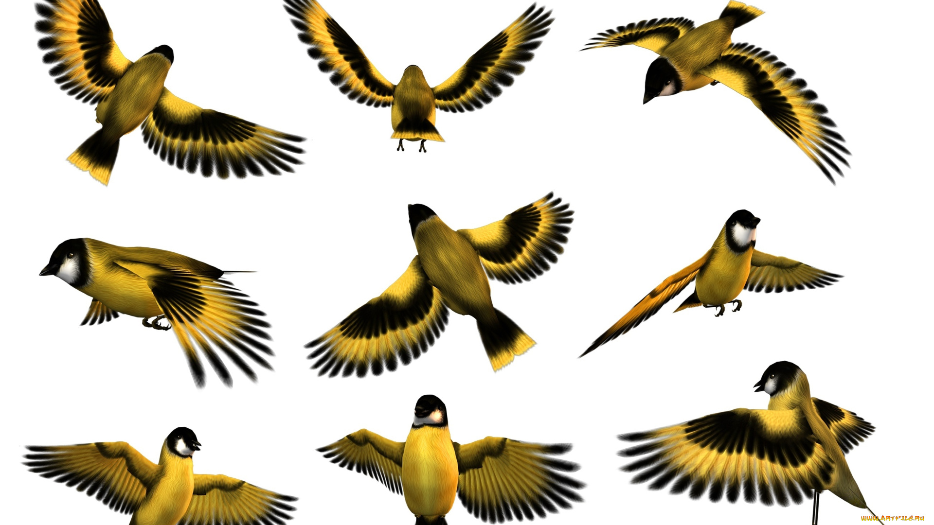 векторная, графика, птицы, , птицы