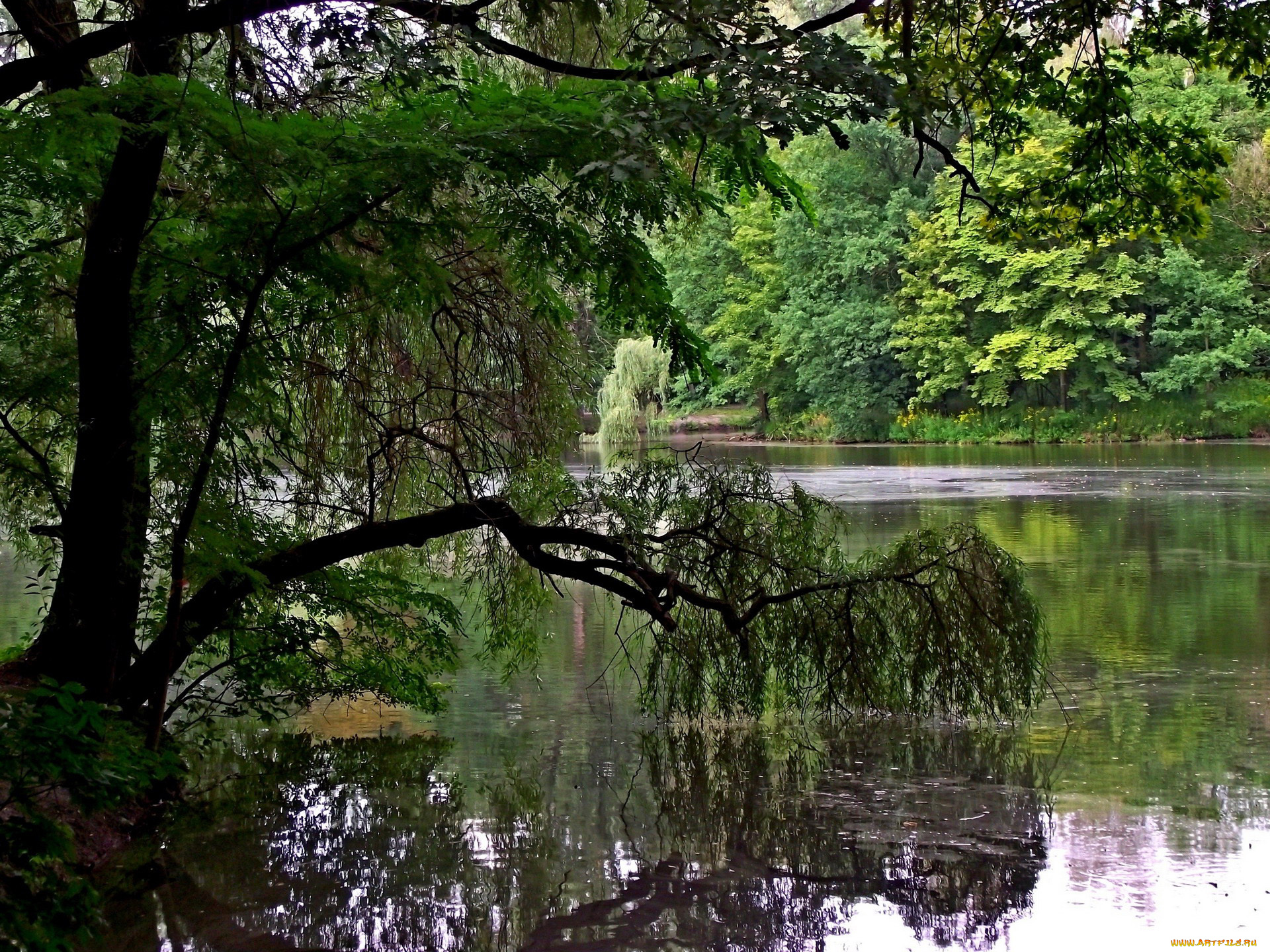 природа, реки, озера, вода, деревья