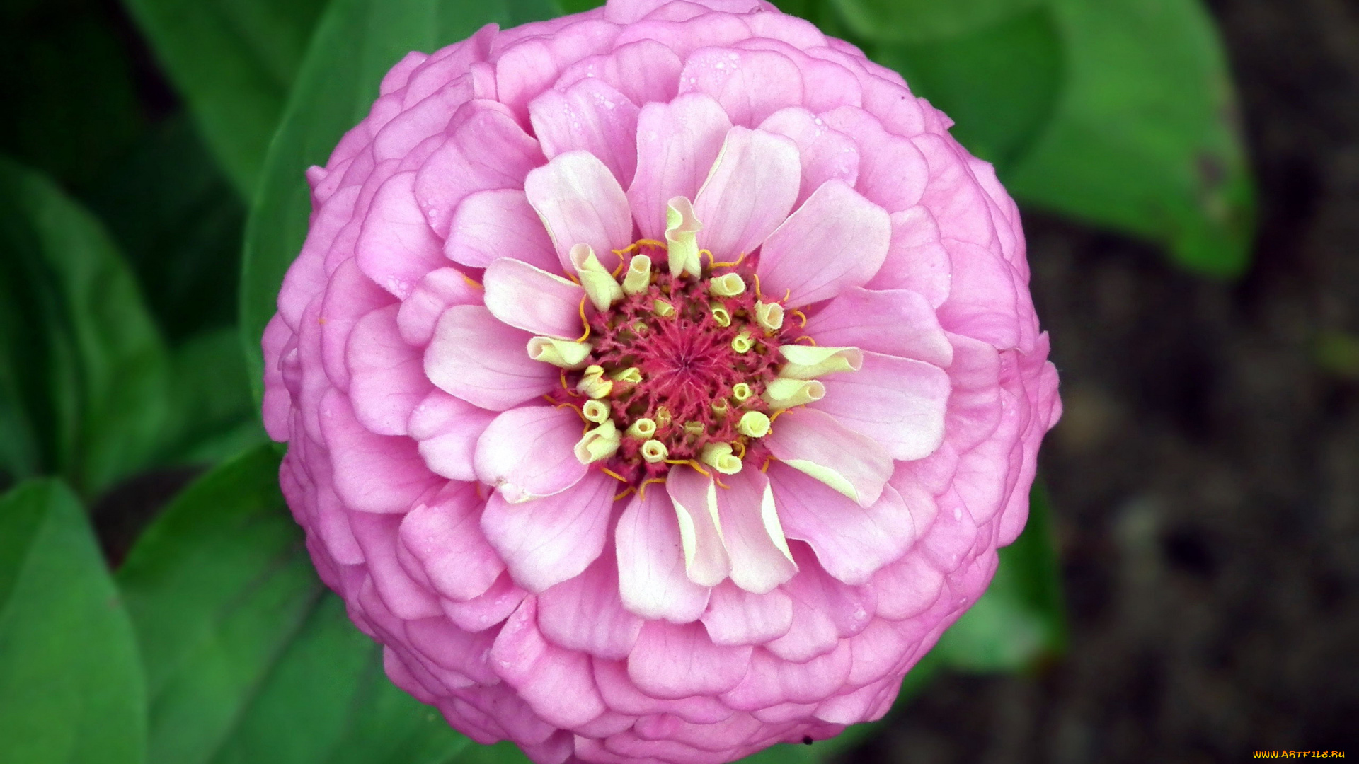 цветы, цинния, макро