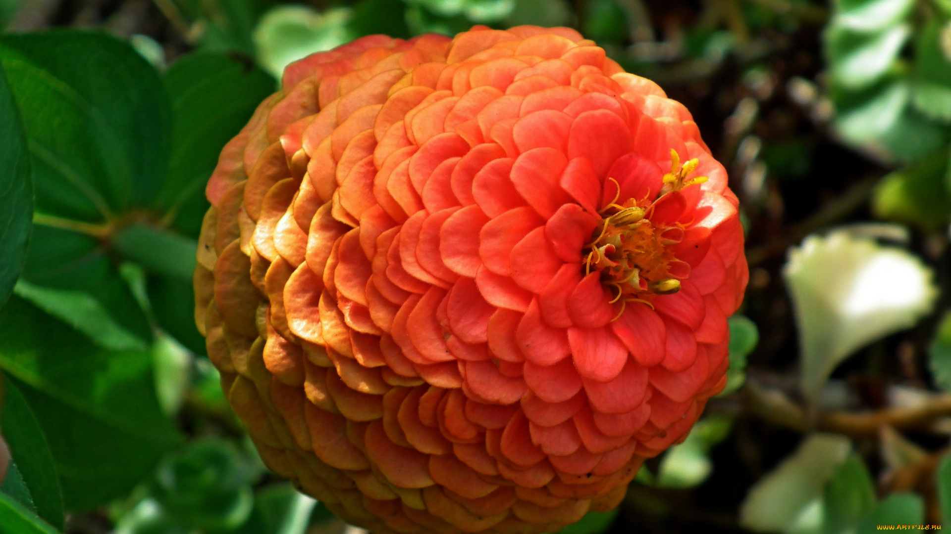 цветы, цинния, макро