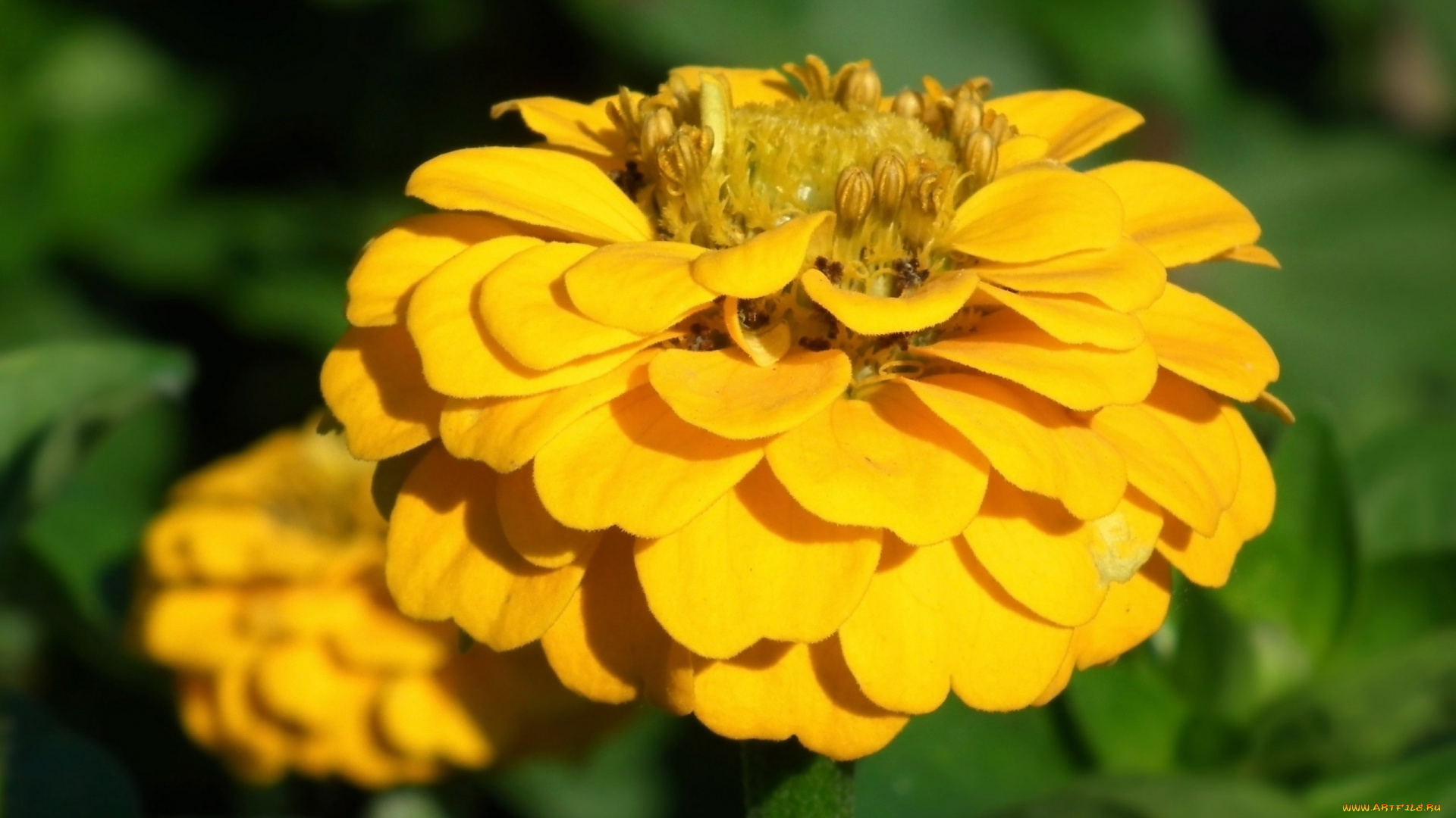 цветы, цинния, желтый