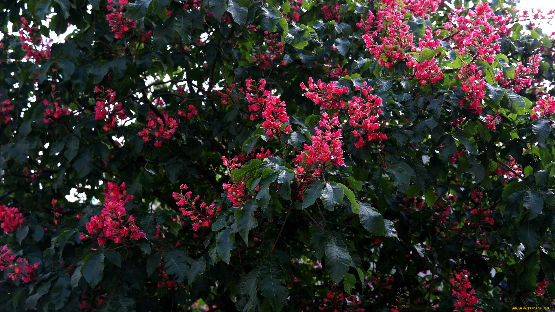 цветы, цветущие, деревья, , , кустарники, каштан