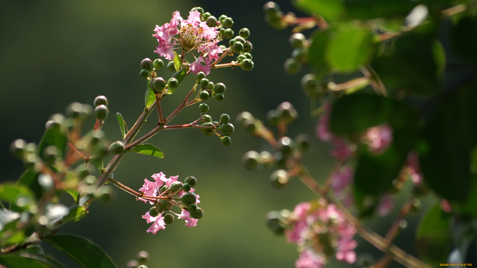 цветы, цветущие, деревья, , , кустарники, розовый, цветение, соцветие, бутоны