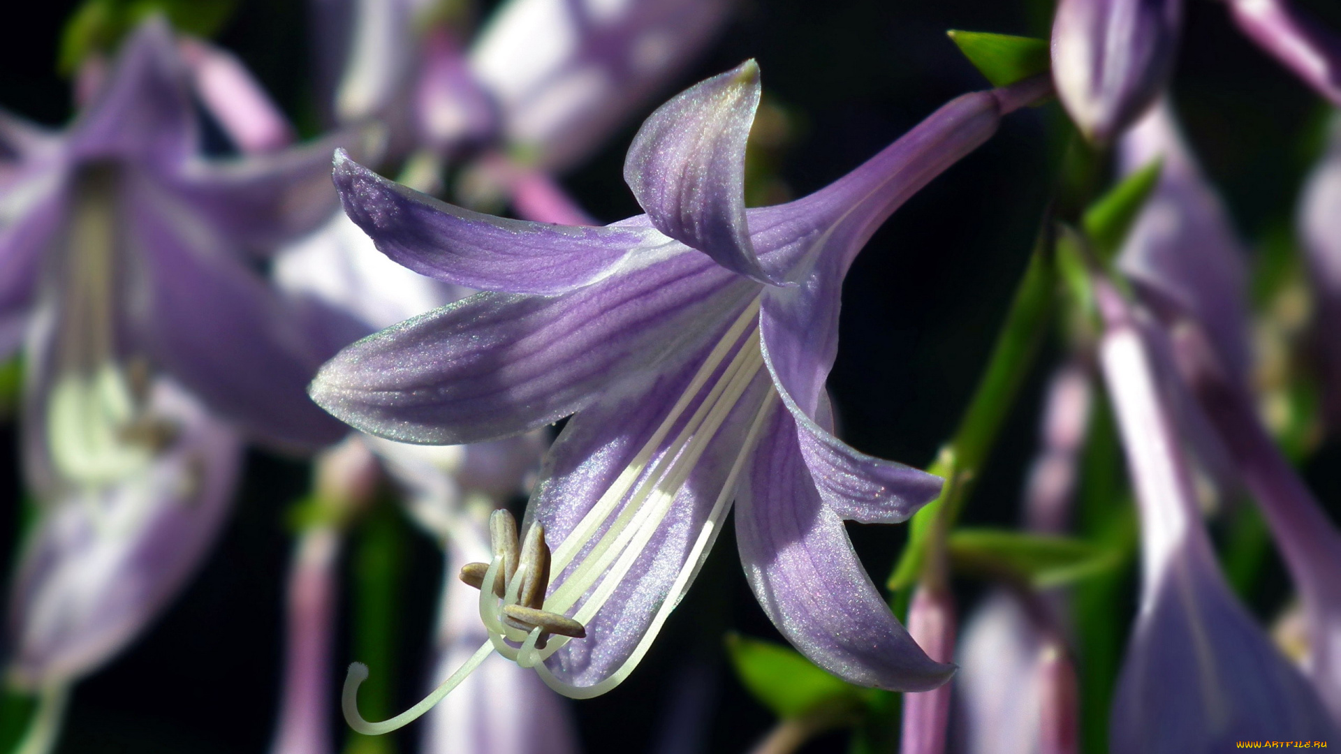 цветы, хоста, лиловый