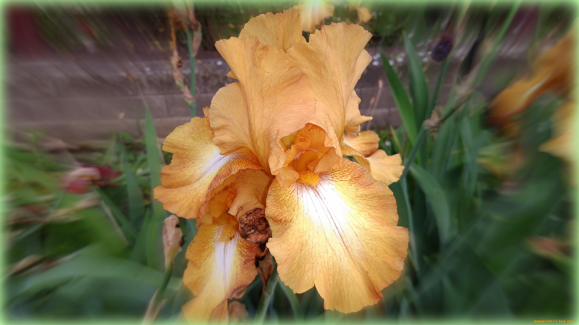 цветы, ирисы, ирис