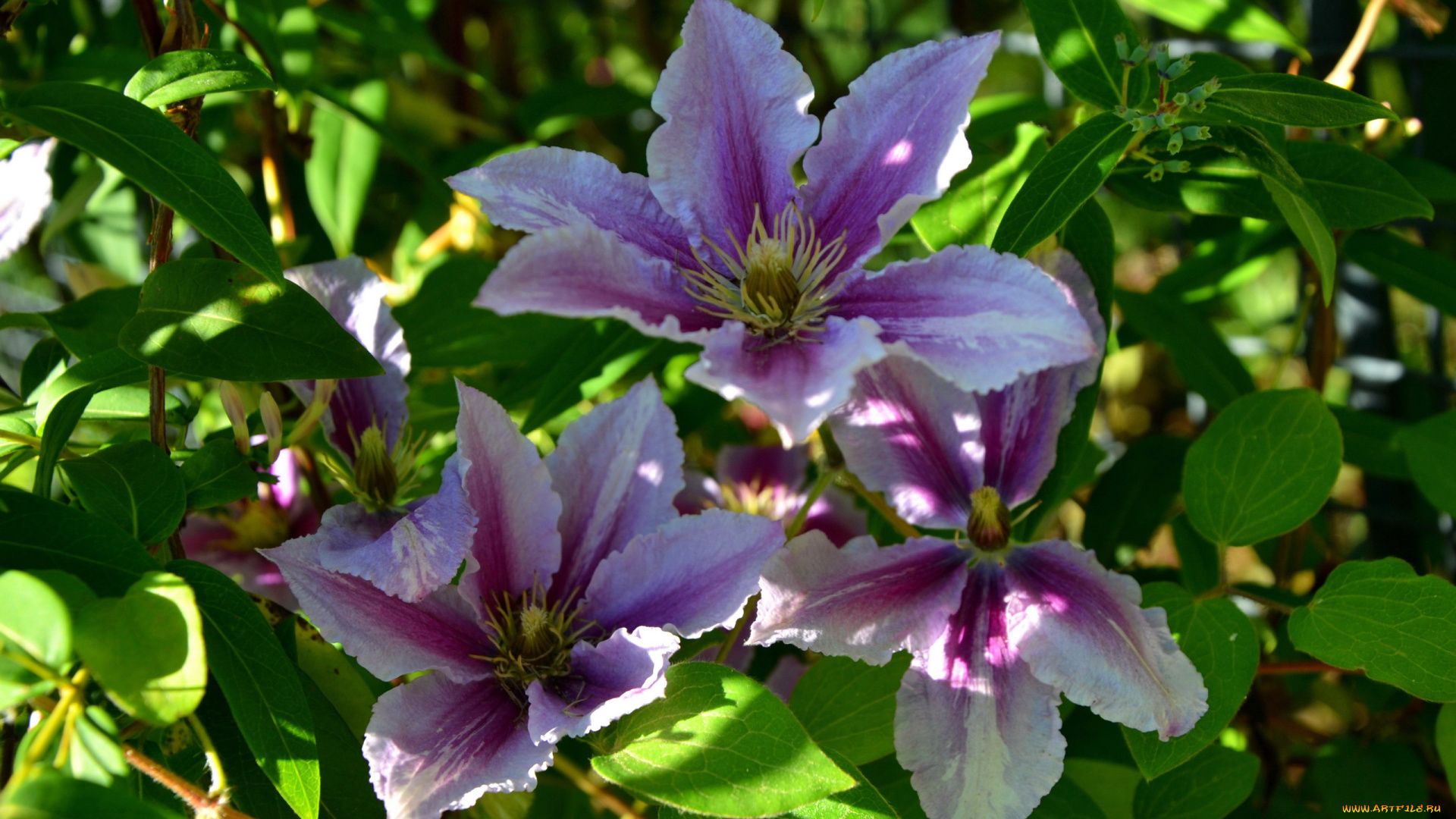 цветы, клематис, , ломонос, трио