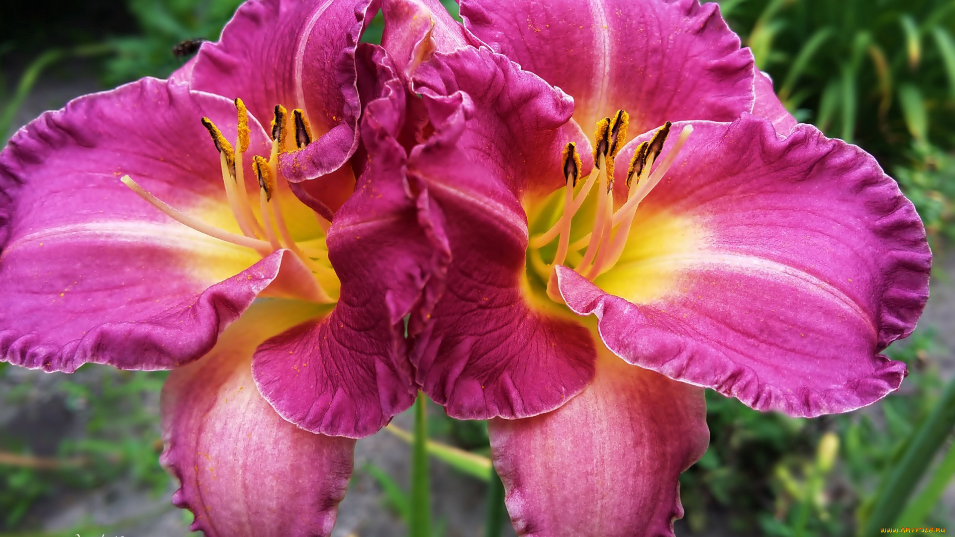 цветы, лилии, , лилейники, дуэт, макро