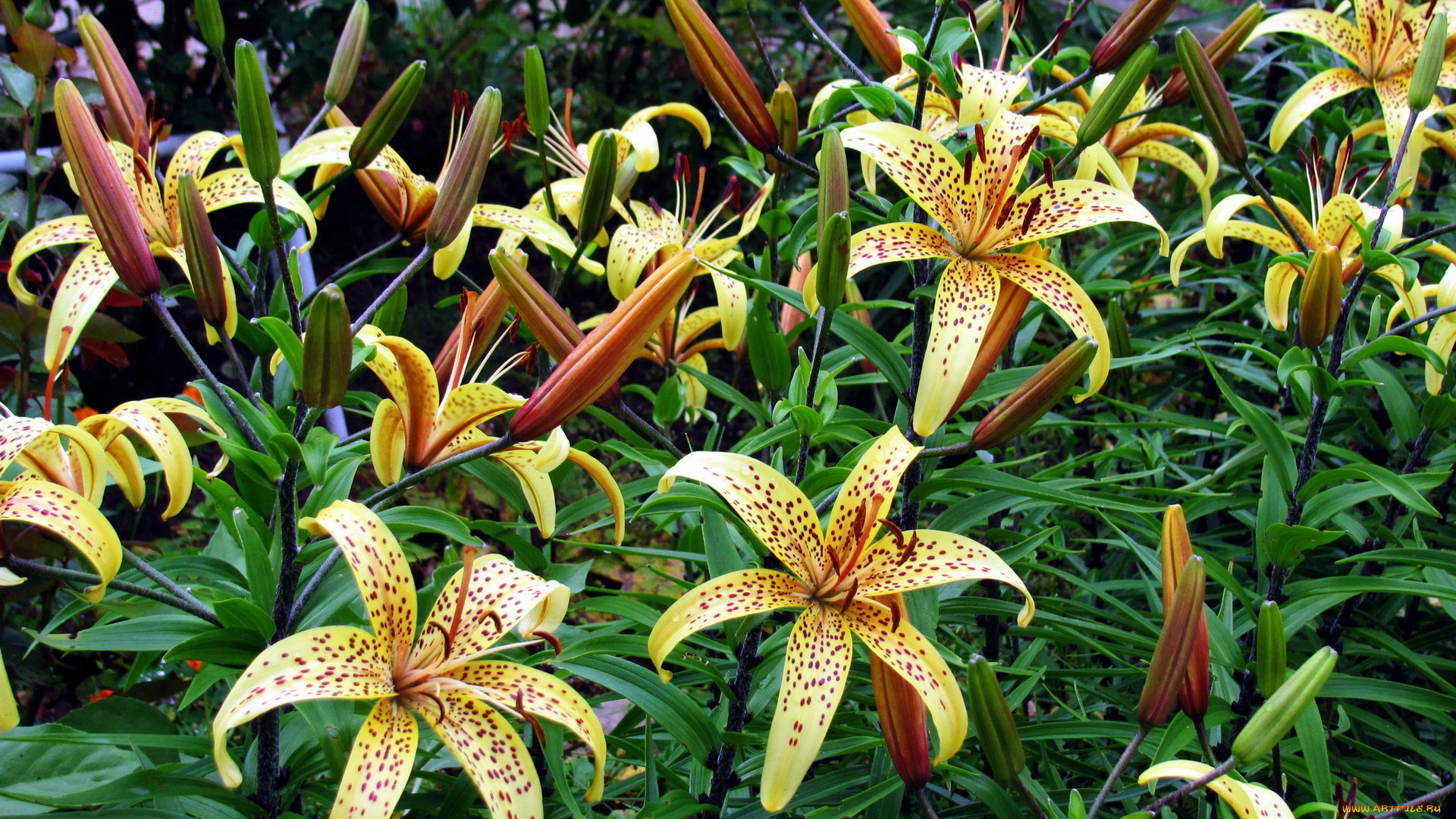 цветы, лилии, , лилейники, крапинки