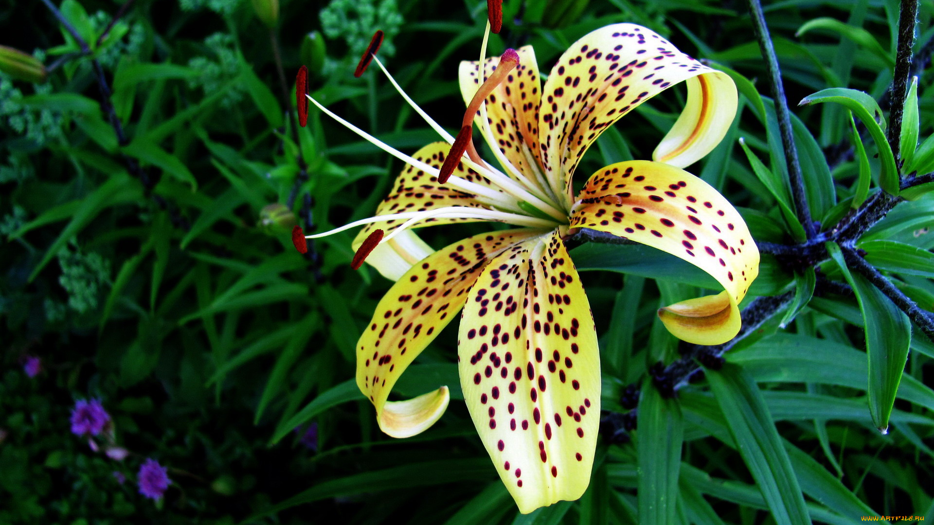 цветы, лилии, , лилейники, крапинки