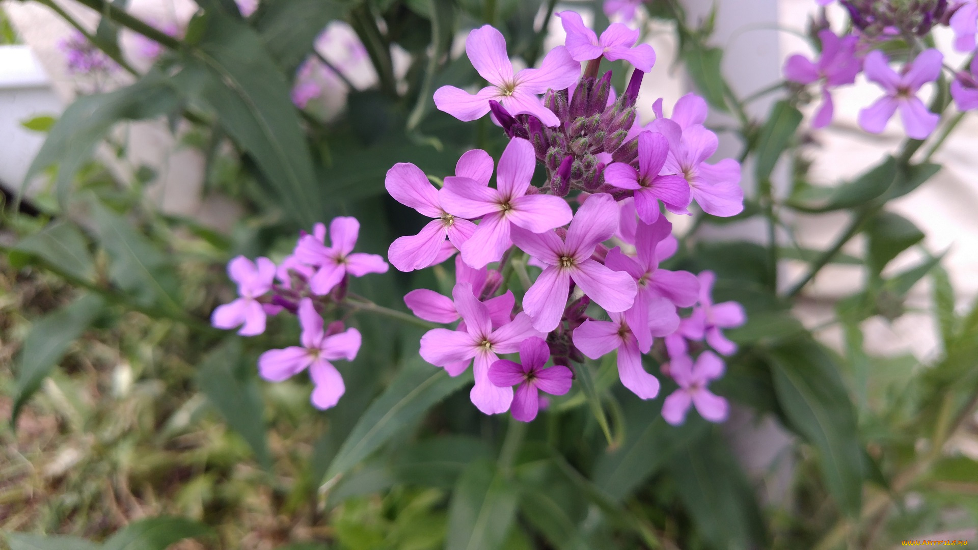 цветы, луговые, , полевые, , цветы, сиреневые