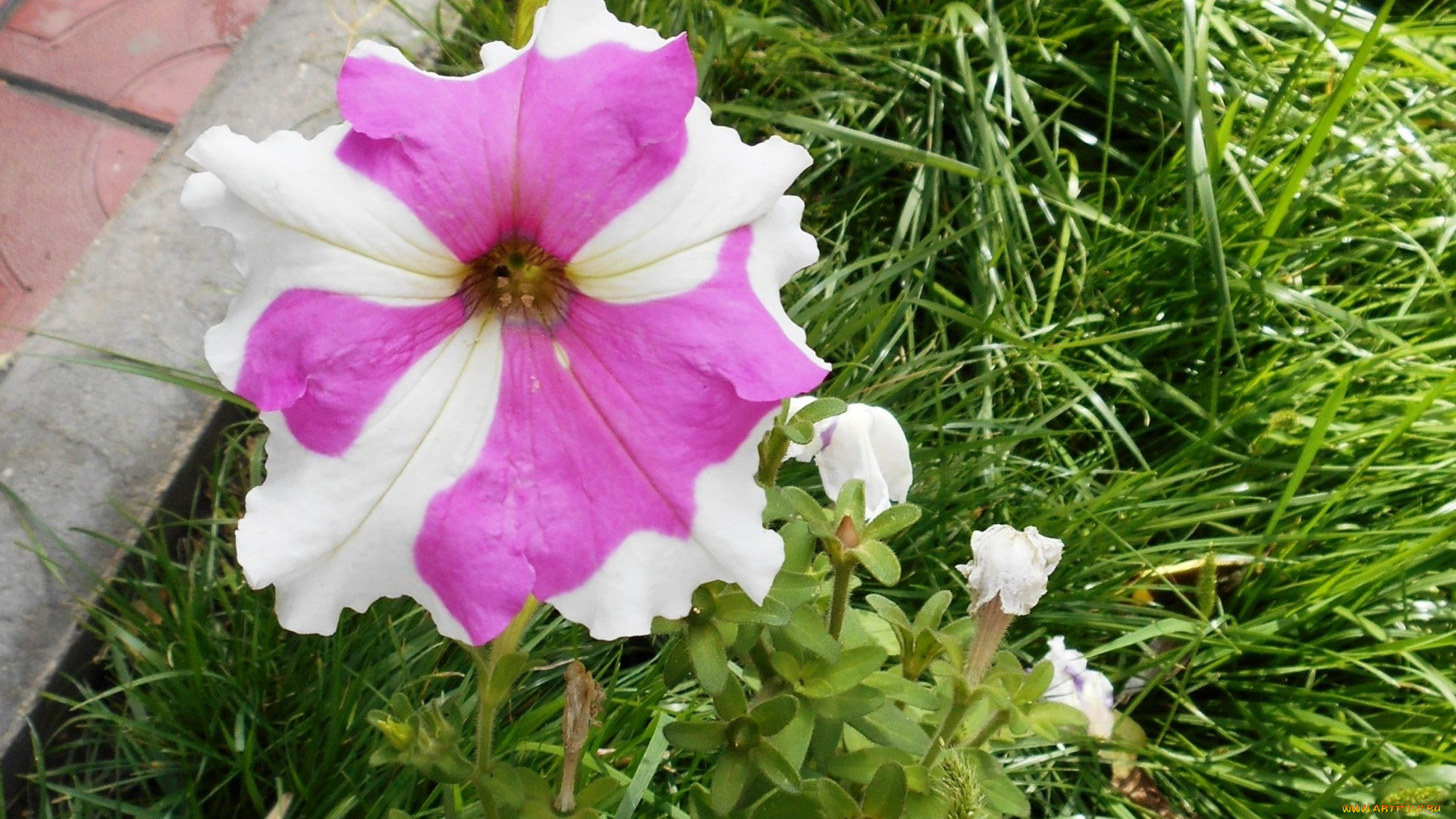 цветы, петунии, , калибрахоа, листья, цветок, белый, трава