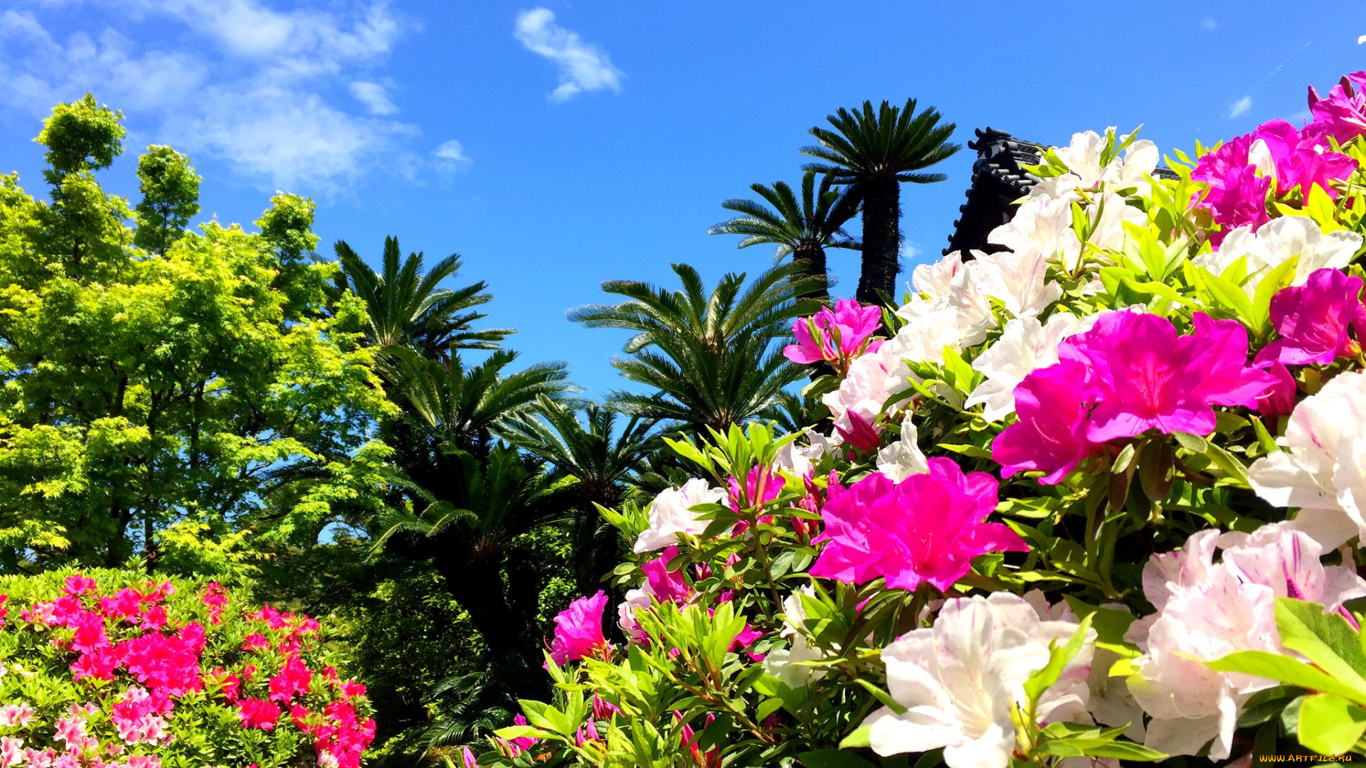 цветы, рододендроны, , азалии, азалия, рододендрон, пальмы