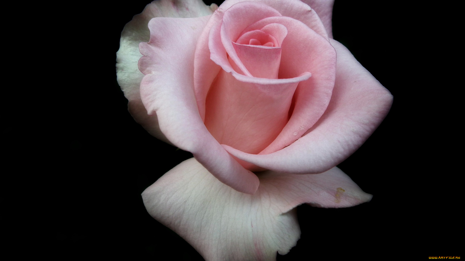 цветы, розы, бутон, розовый