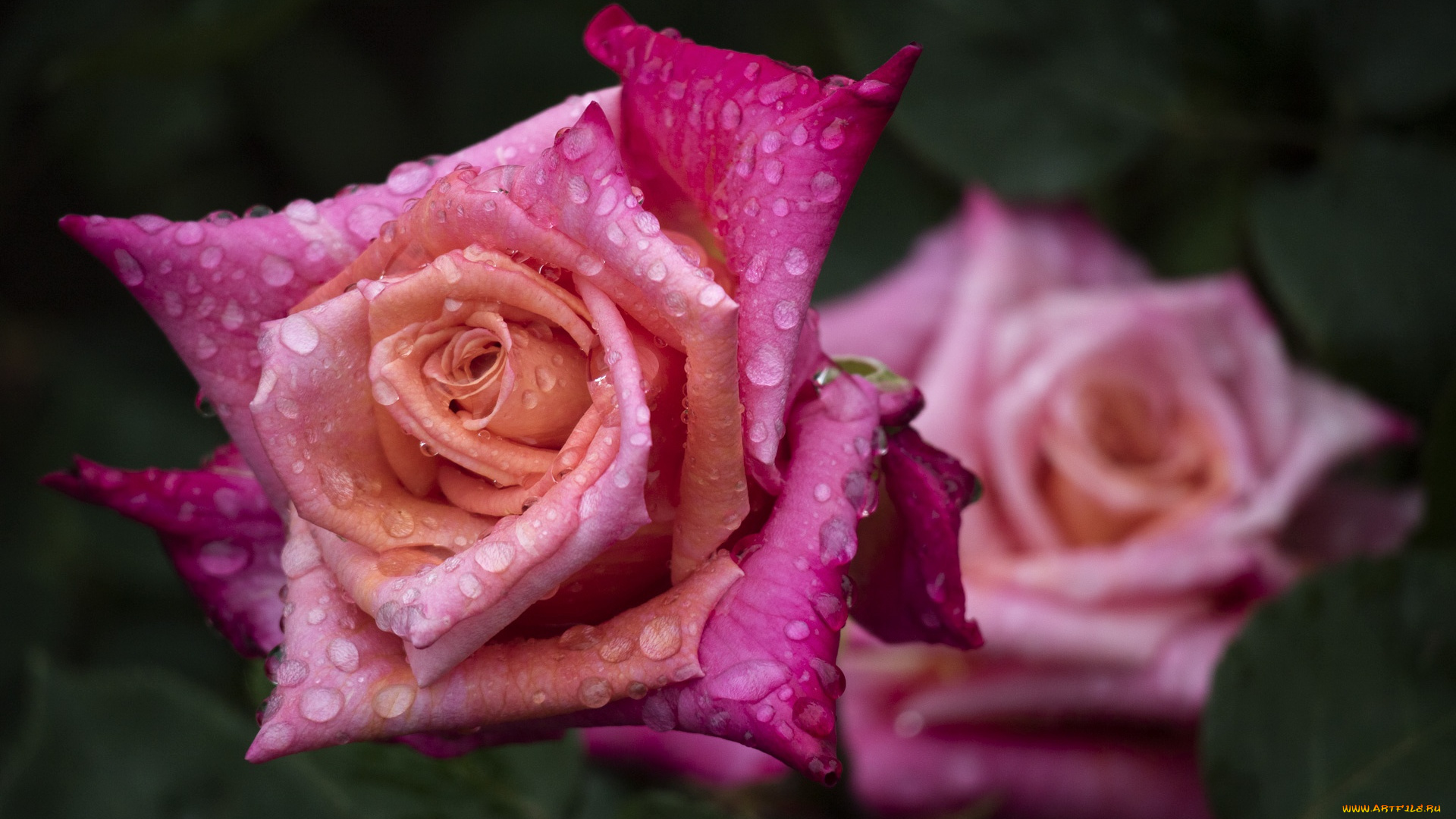цветы, розы, капли, лепестки