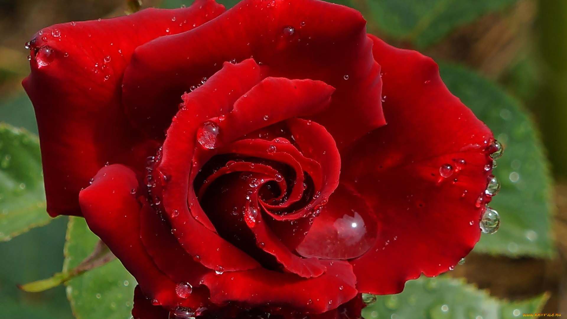 цветы, розы, капли, макро, алый