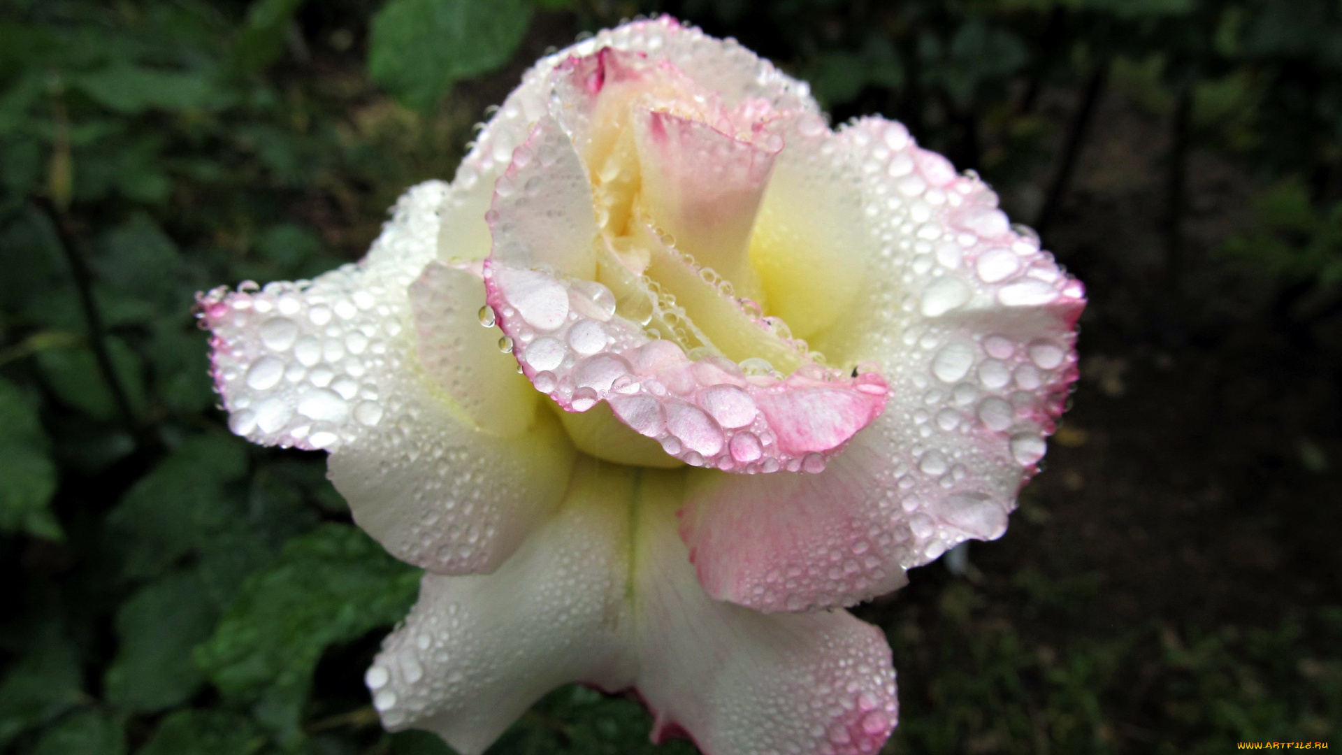 цветы, розы, макро, капли