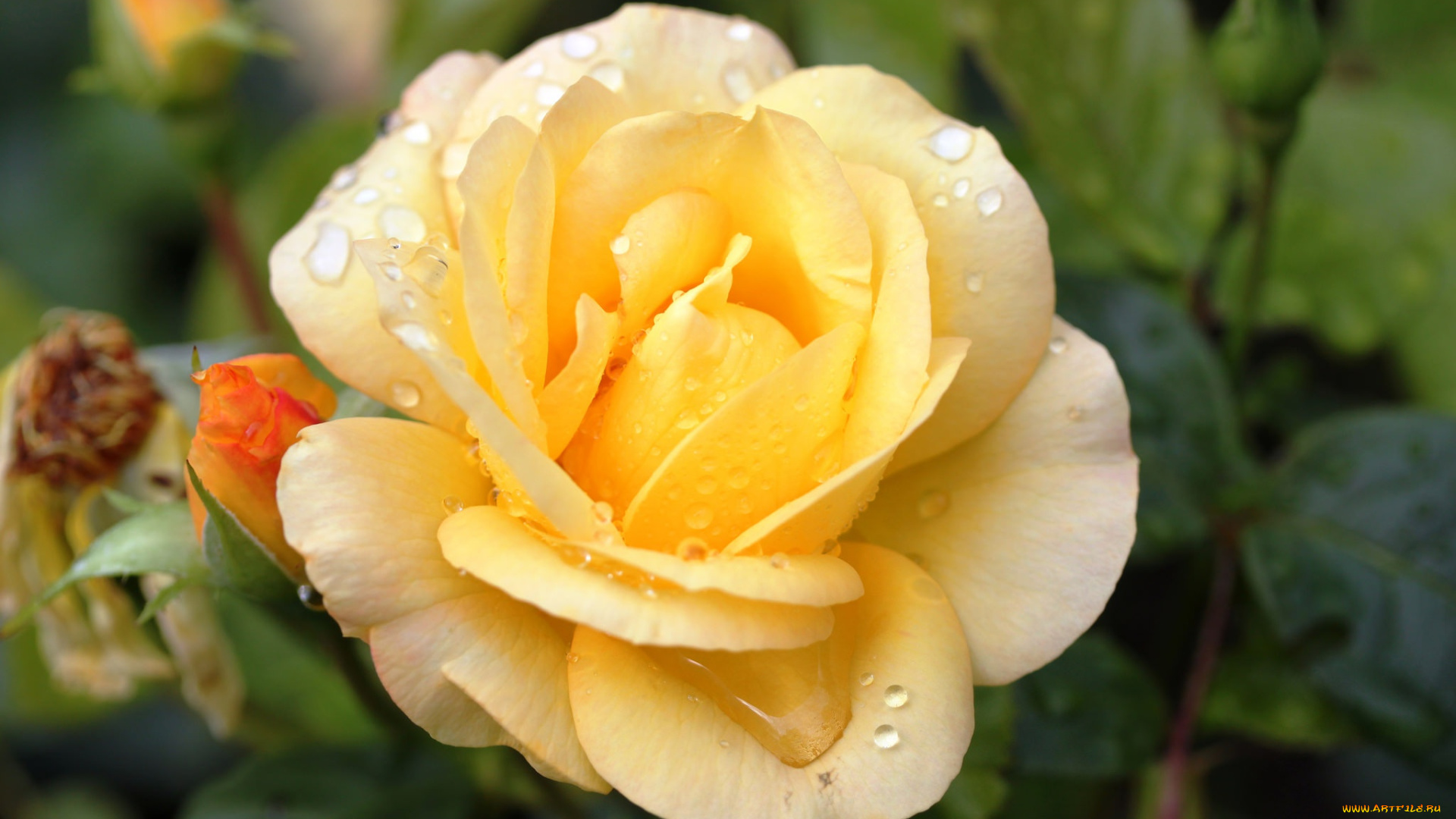 цветы, розы, макро, желтая, роза