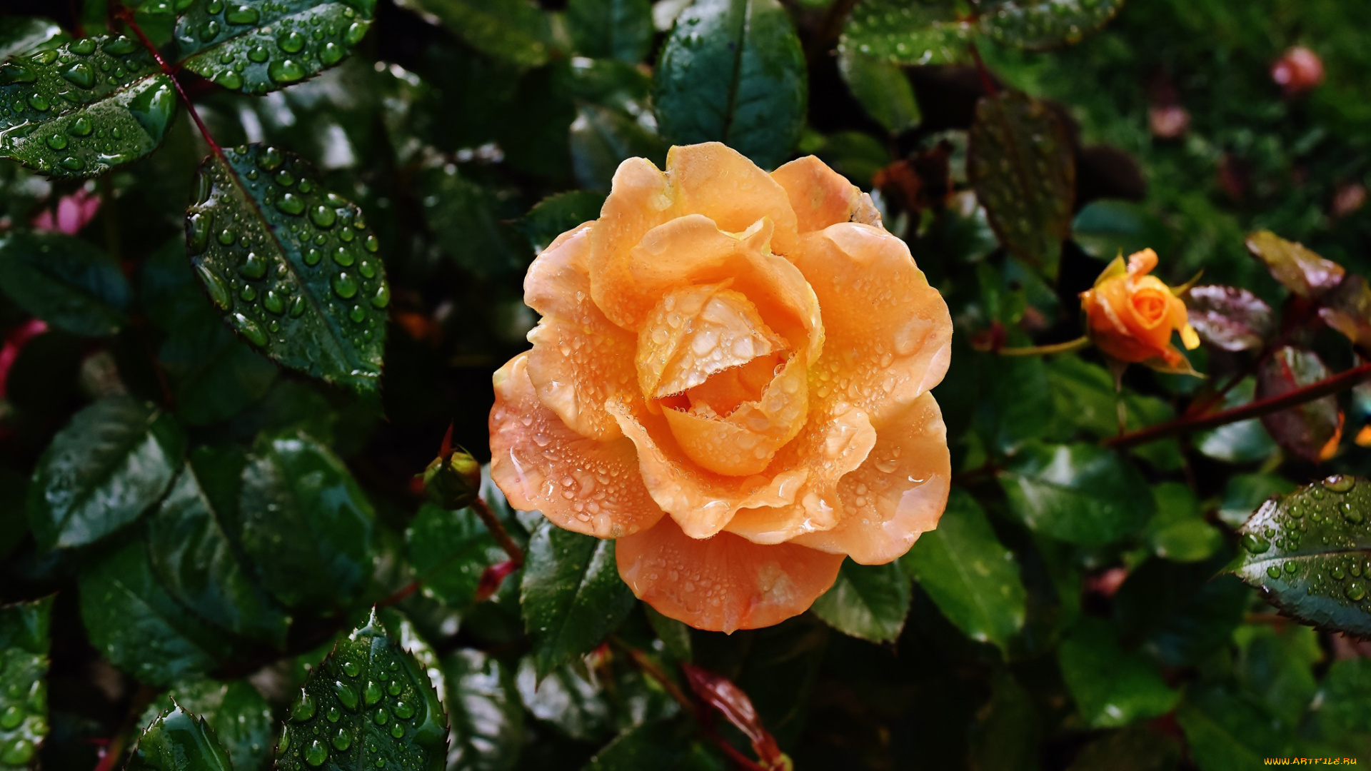 цветы, розы, персиковый, капли