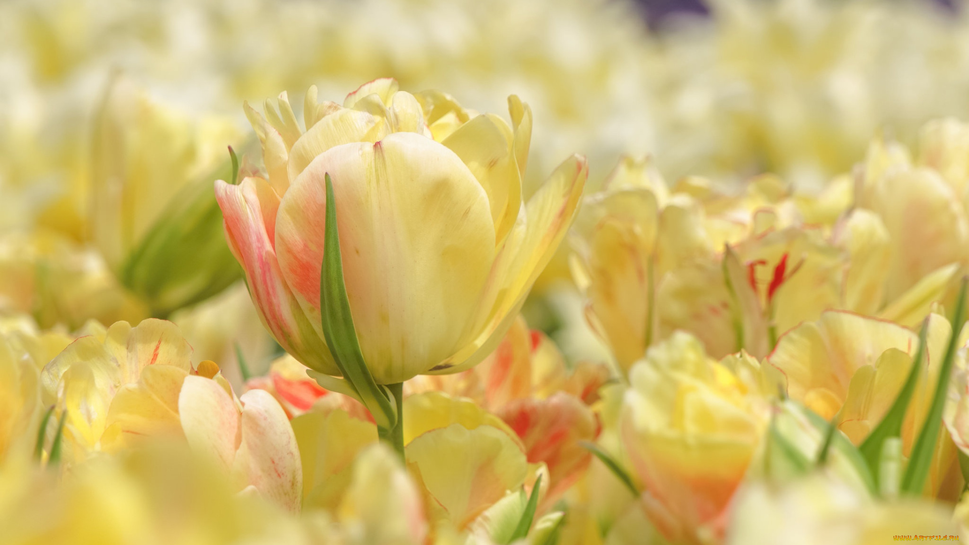 цветы, тюльпаны, бутон, желтый